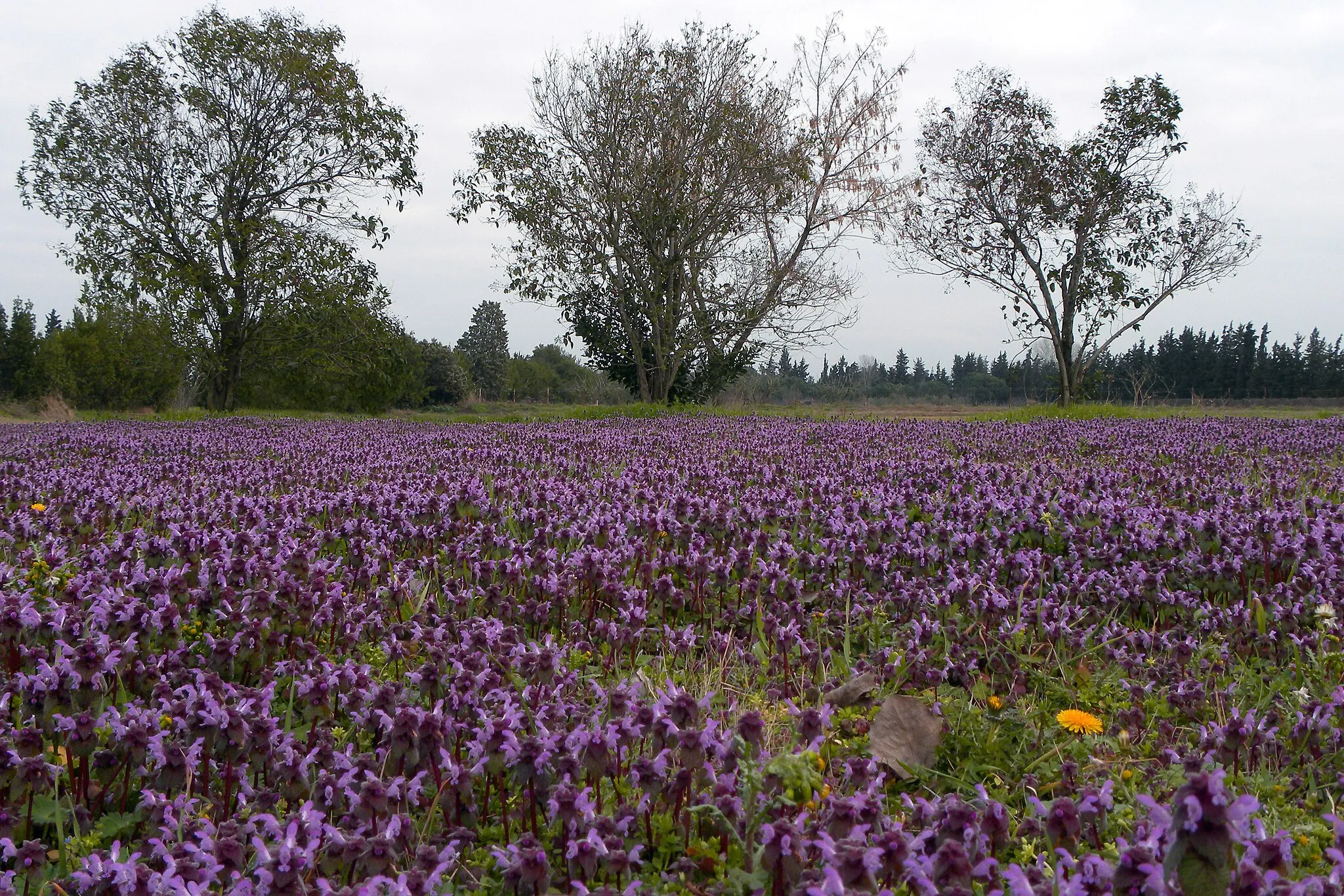 Image of Kentriki Makedonia