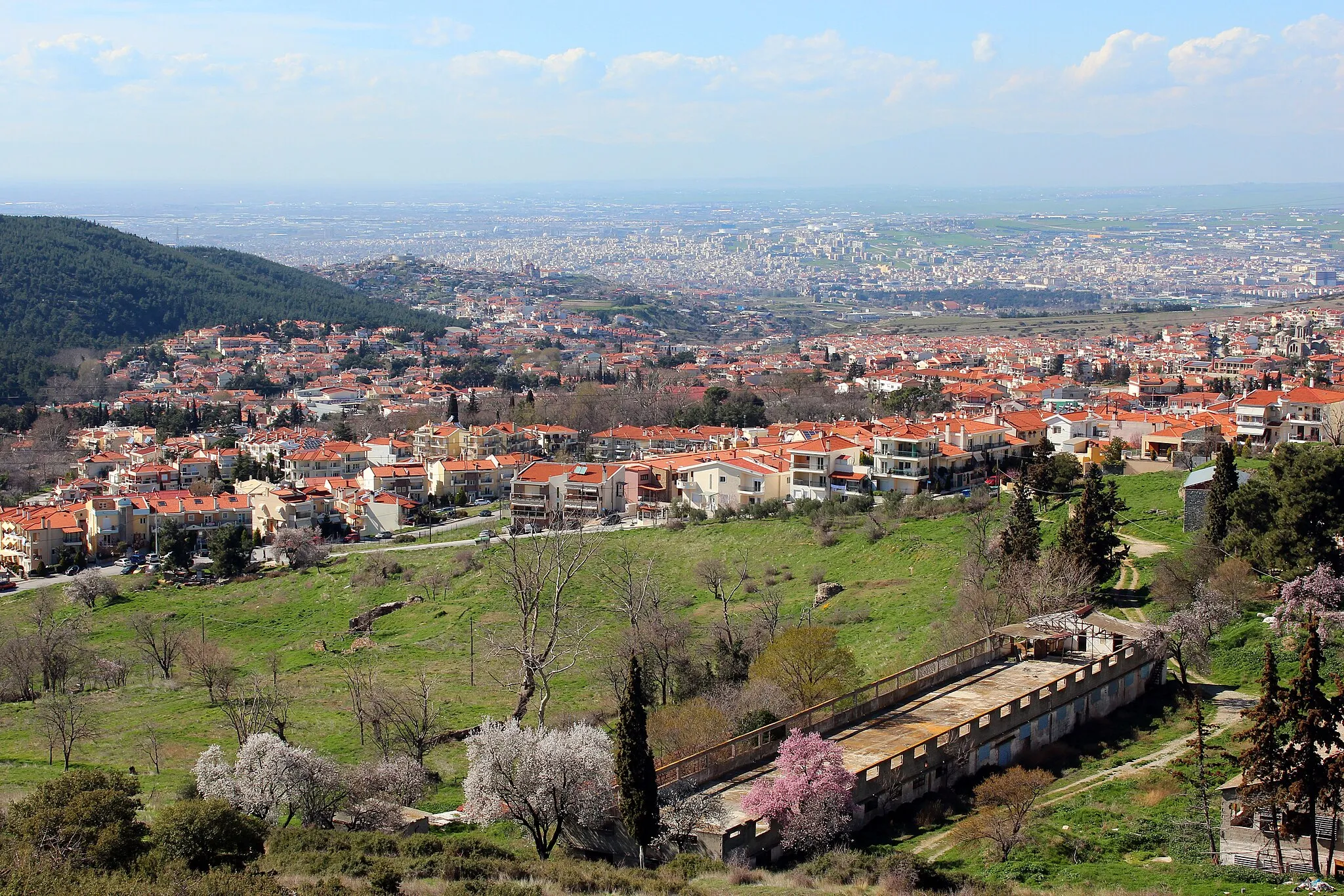 Photo showing: Ρετζίκι - Πεύκα