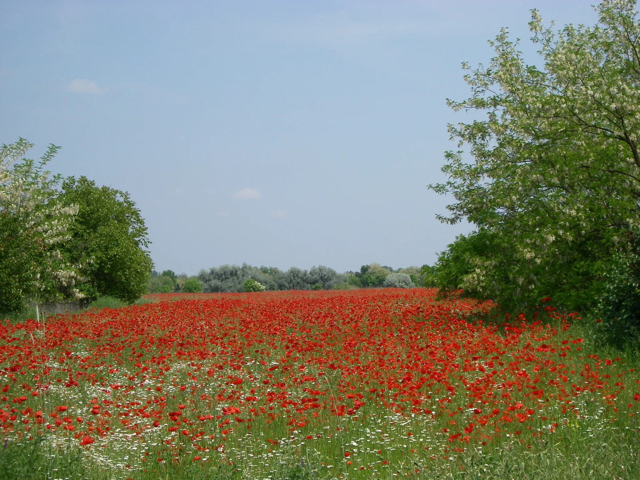 Photo showing: Red poppy