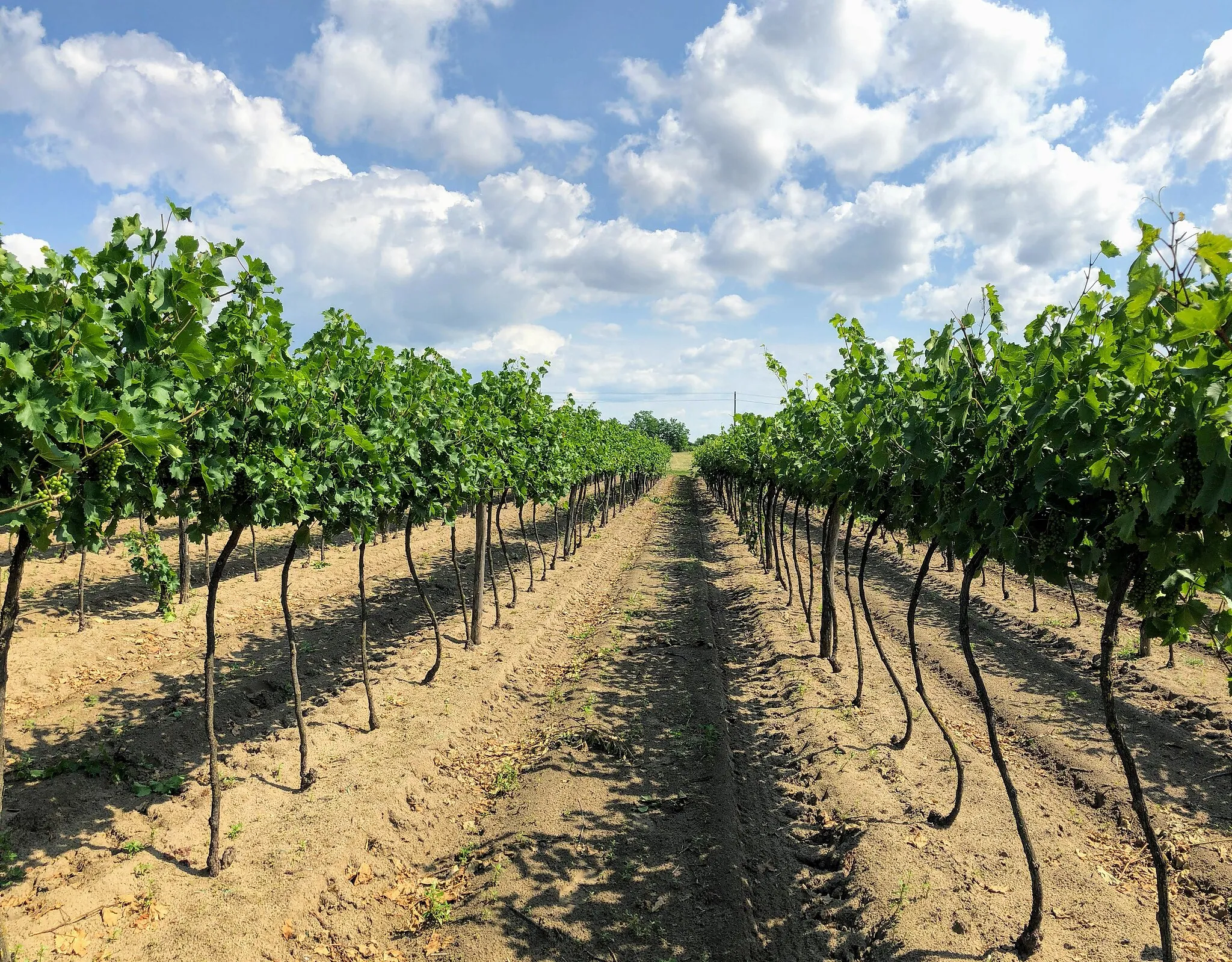 Photo showing: Typical vineyard around Kiskőrös.