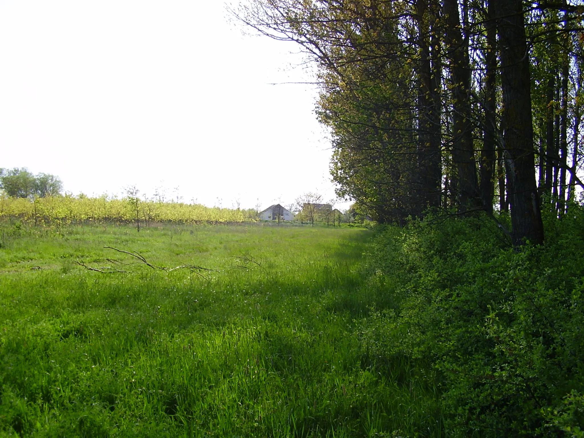 Photo showing: A tölgy és a nyárfa erdő határa