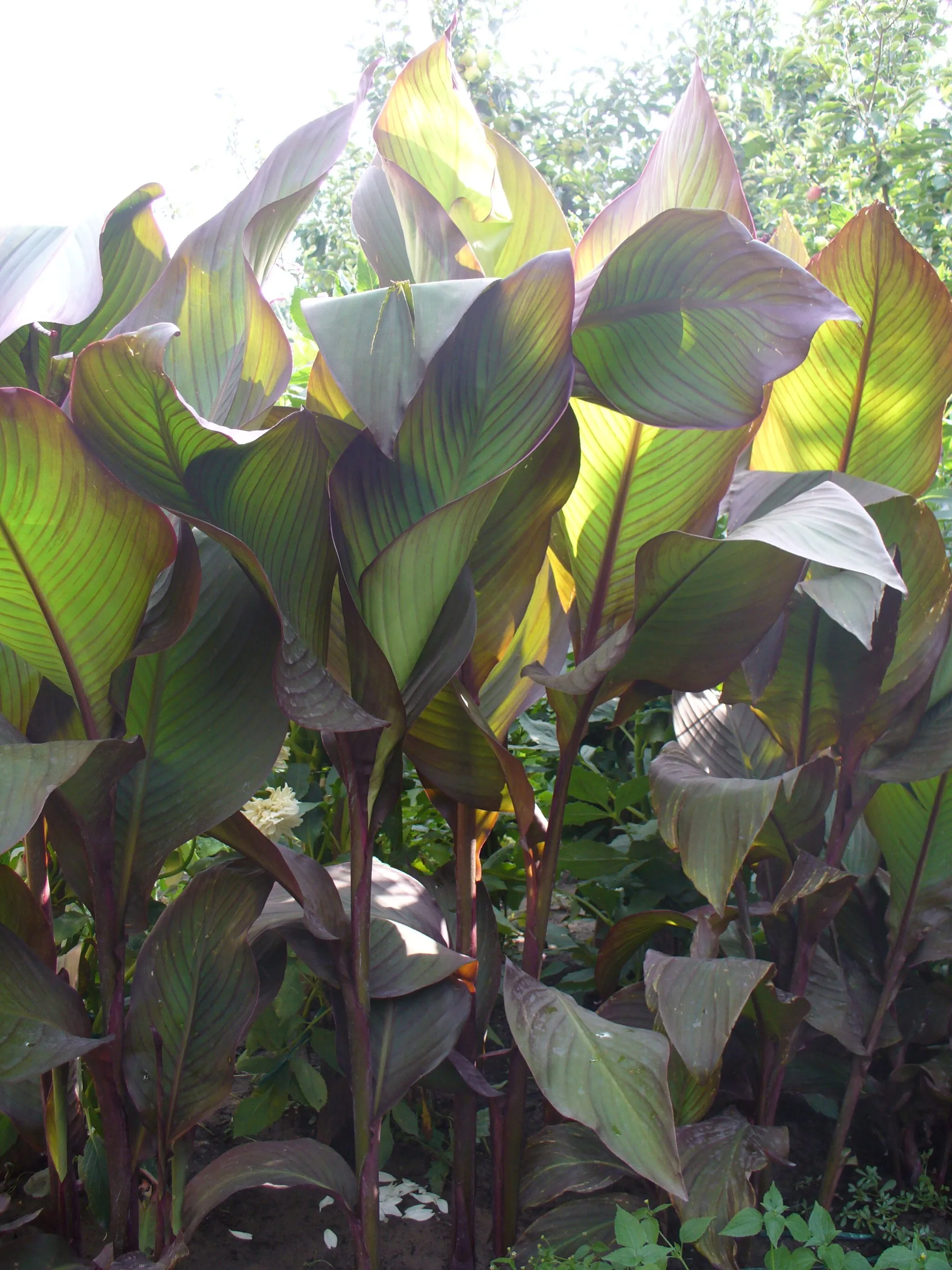 Photo showing: Canna generalis példányok egy orgoványi kertben