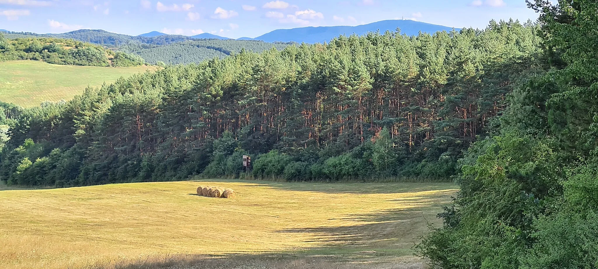 Photo showing: Forest and meadow near Kazar