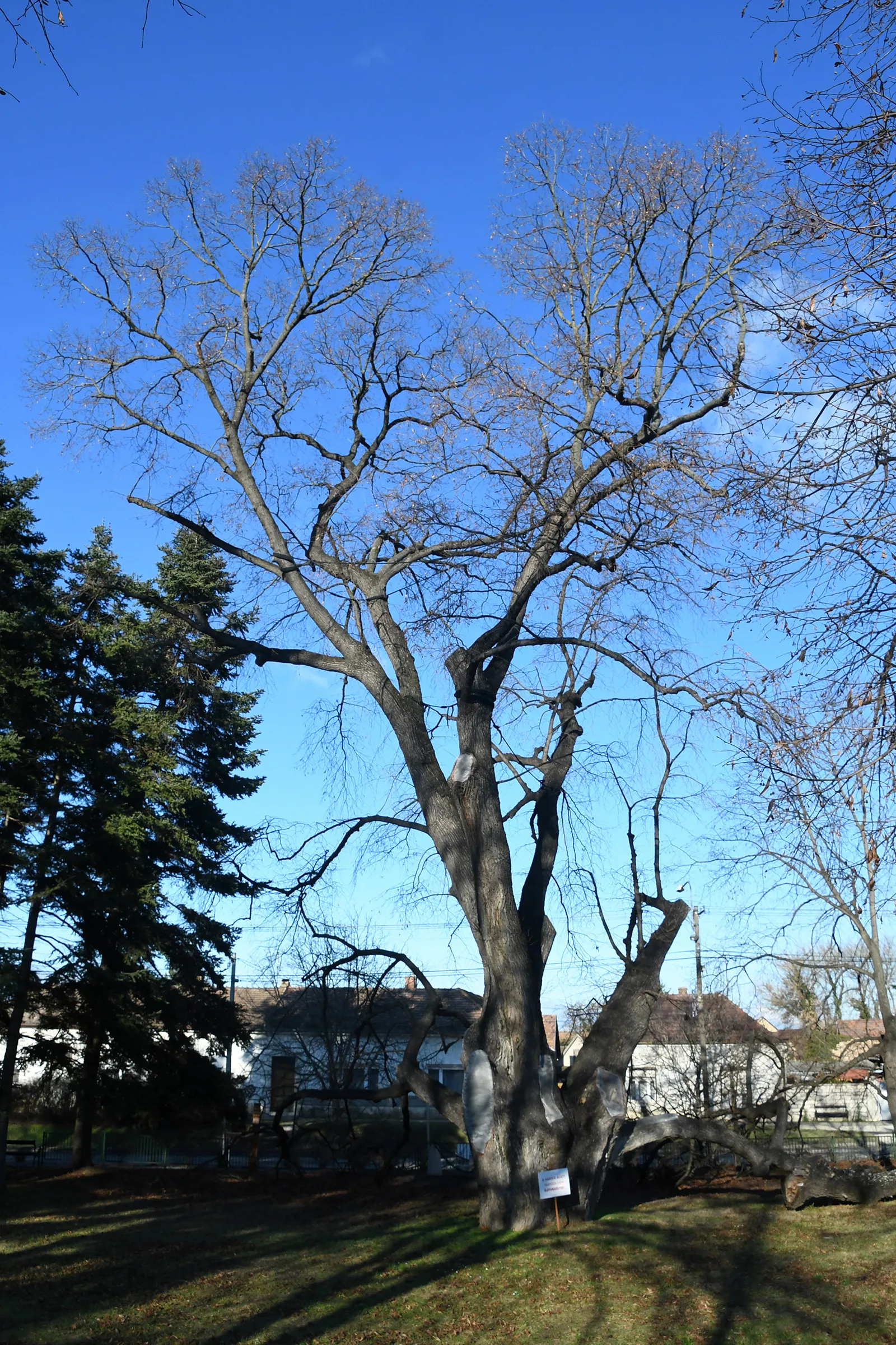 Photo showing: Rákóczi's lindentree in süttő, Hungary