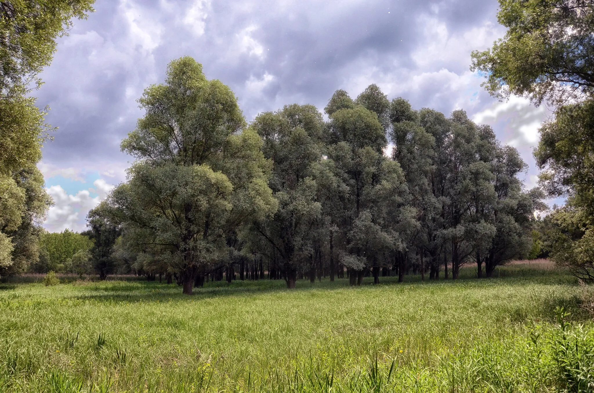 Photo showing: The lowland of the Dead Rábca, called Dobsa, by Abda