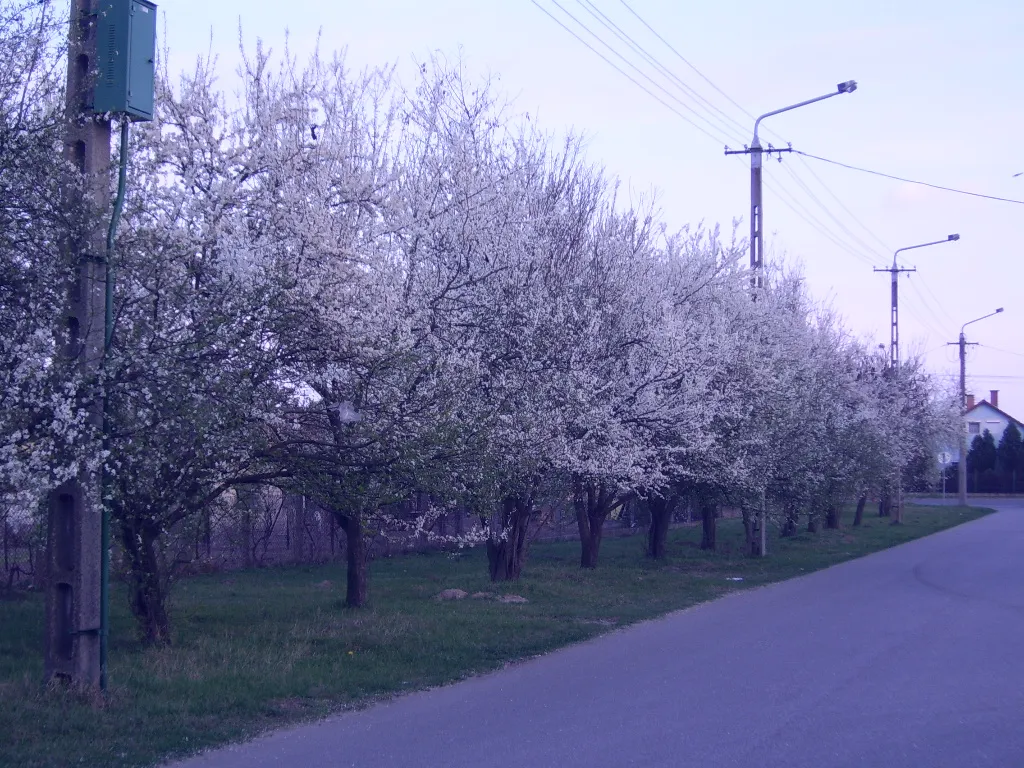 Photo showing: Tavasz a Majakovszkij utcában
