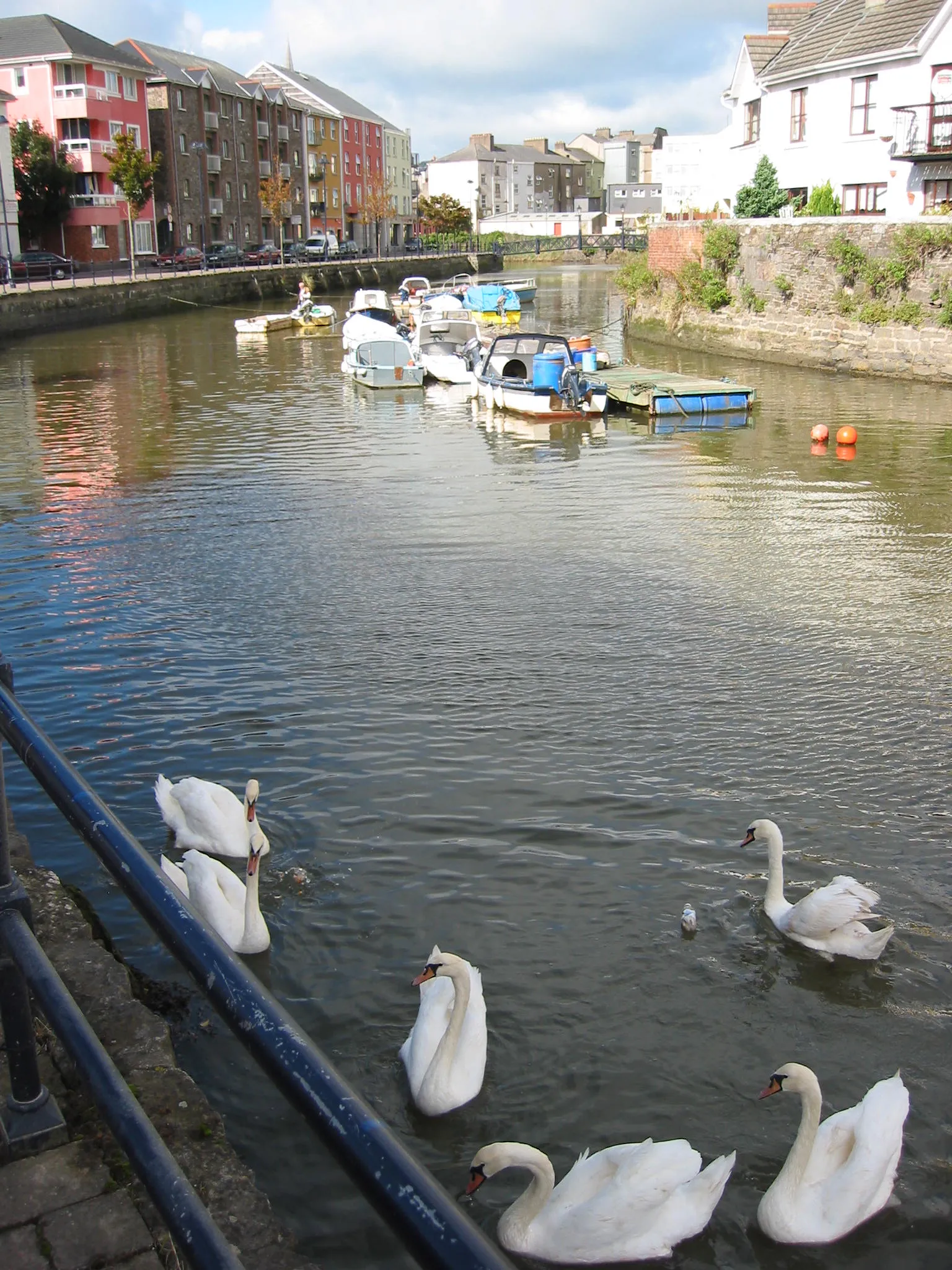 Photo showing: Swans at Scotch Key in Waterford, County Waterford. Photo taken October 2006