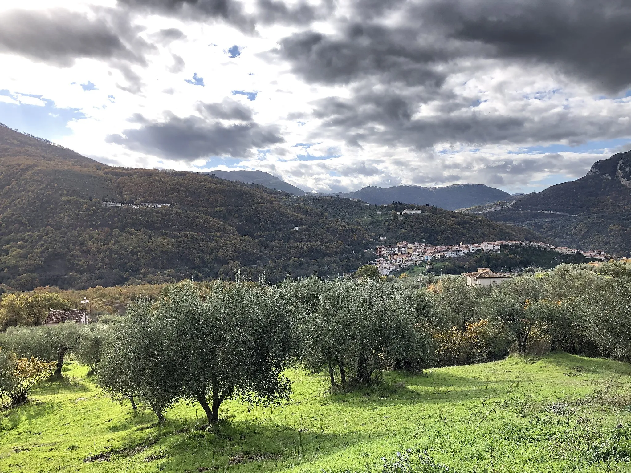 Photo showing: Piante di olivo nel territorio di Vietri di Potenza