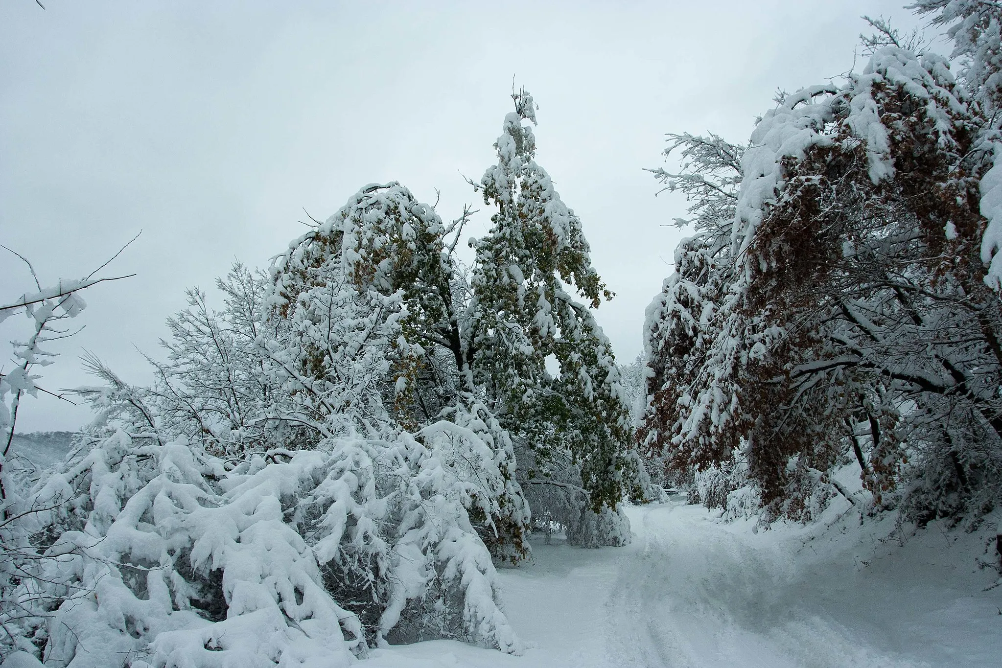 Photo showing: Marzano Appio - Strada verso Roccamonfina in inverno