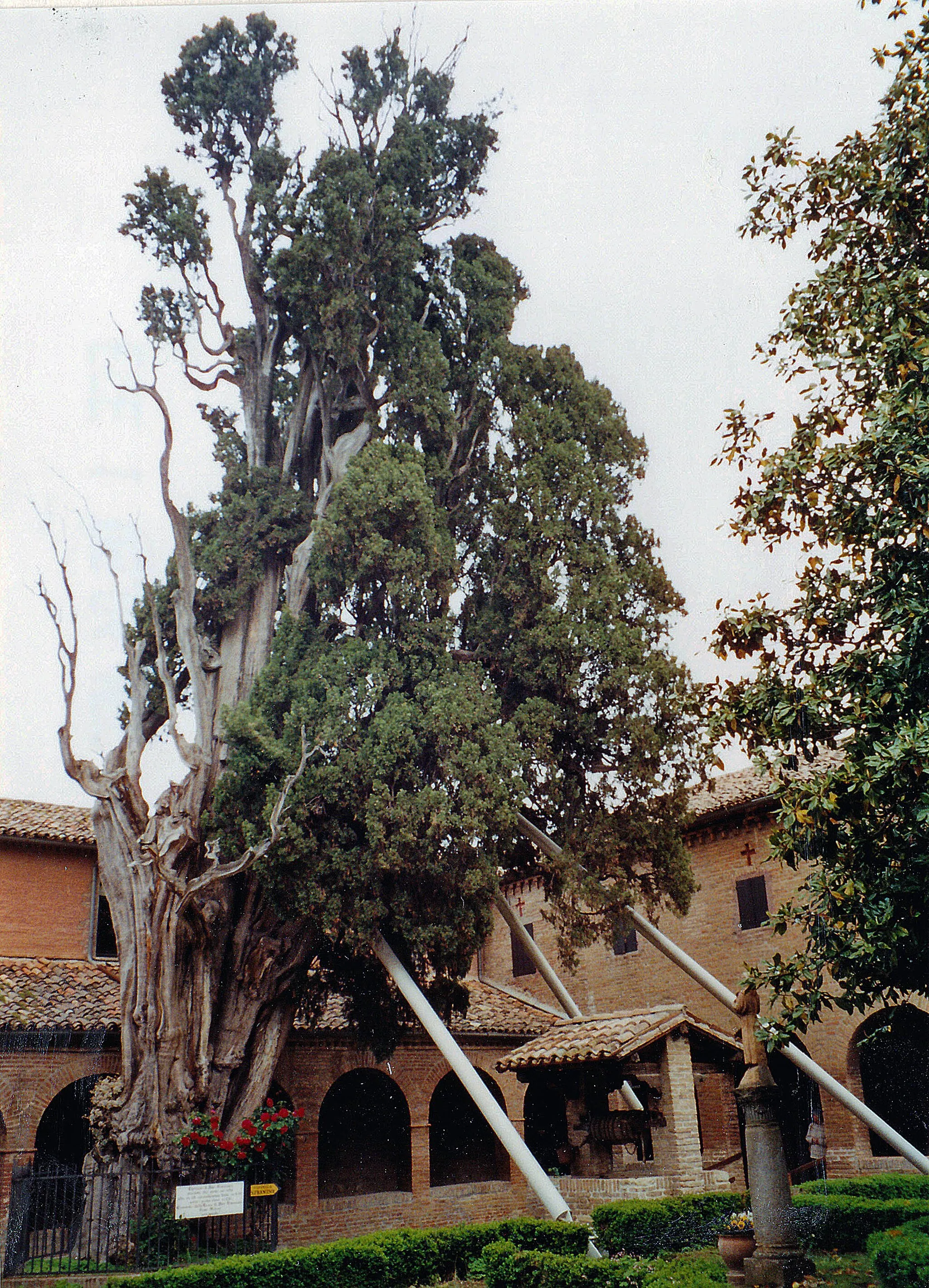 Photo showing: Franziskanerkloster in Villa Verucchio (Region Emilia-Romagna) im Mai 2004 (Scan vom Analogbild), mit der alten Zypresse, die nach einer Legende der hl. Franziskus gepflanzt haben soll