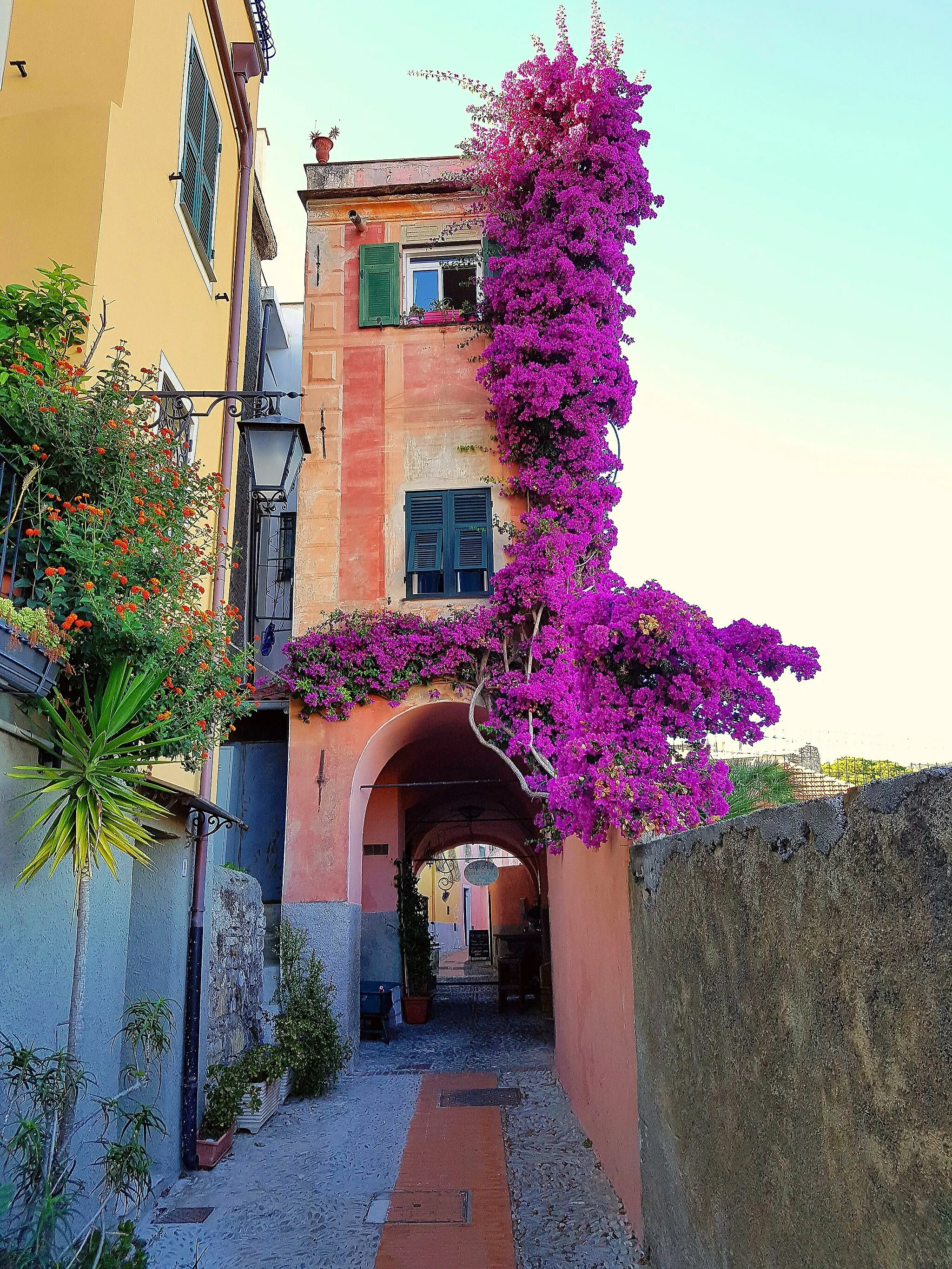 Photo showing: Bougainvillea in Cervo, Liguria (July 2017)