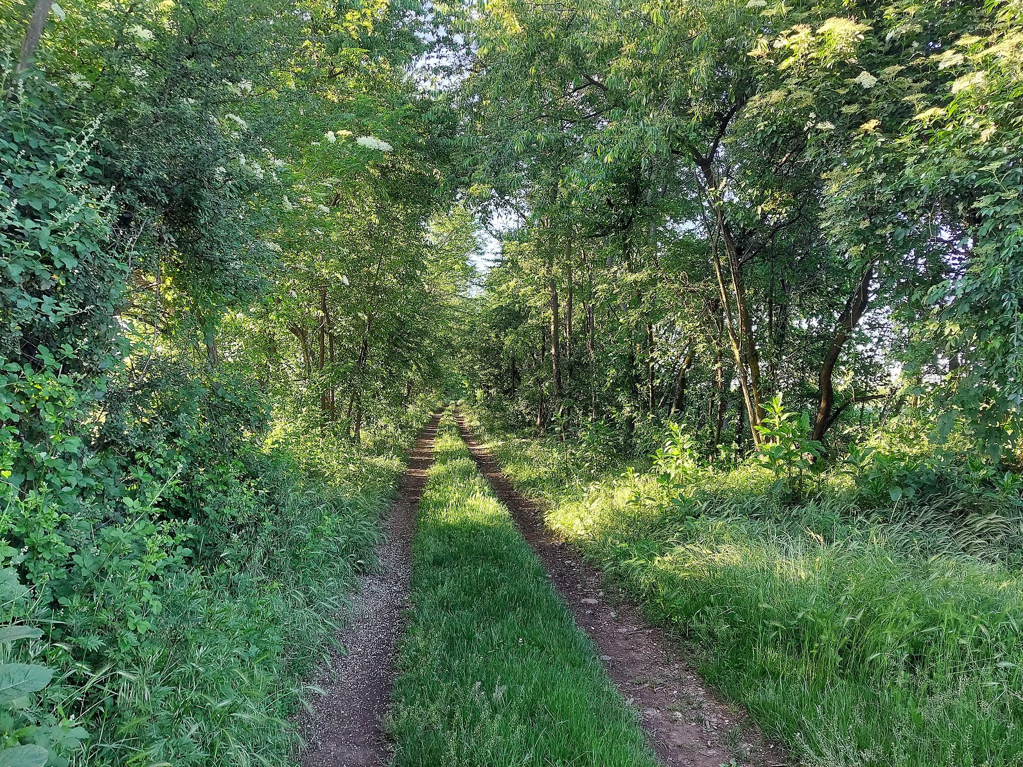 Photo showing: Path in Parco del Roccolo in Casorezzo.