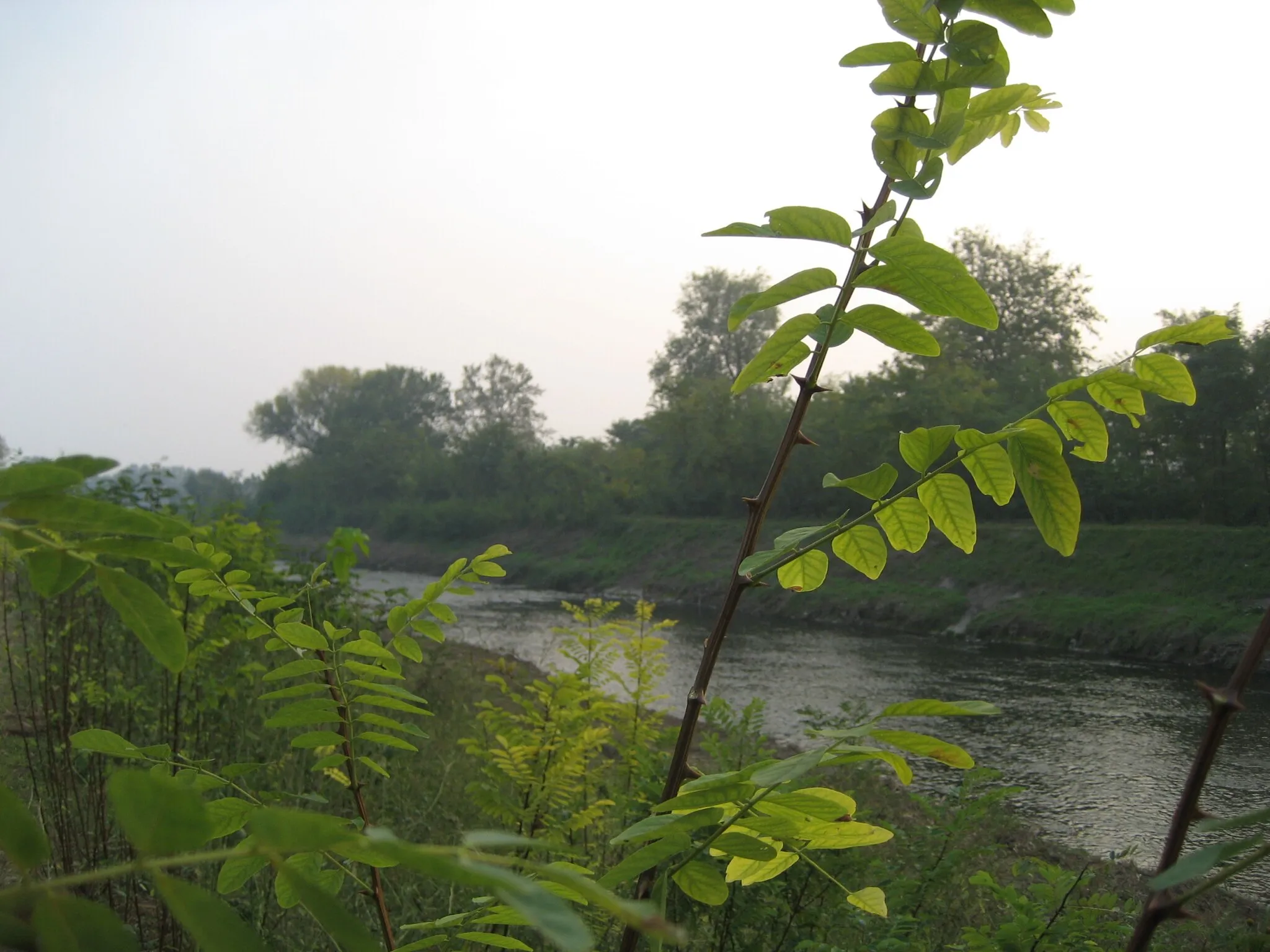 Photo showing: Argine del Fiume Mella (Castel Mella)