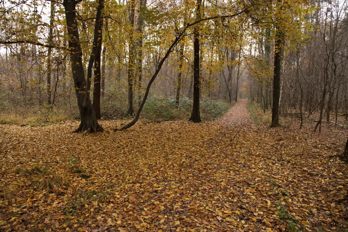 Photo showing: Parco Groane 11/2010