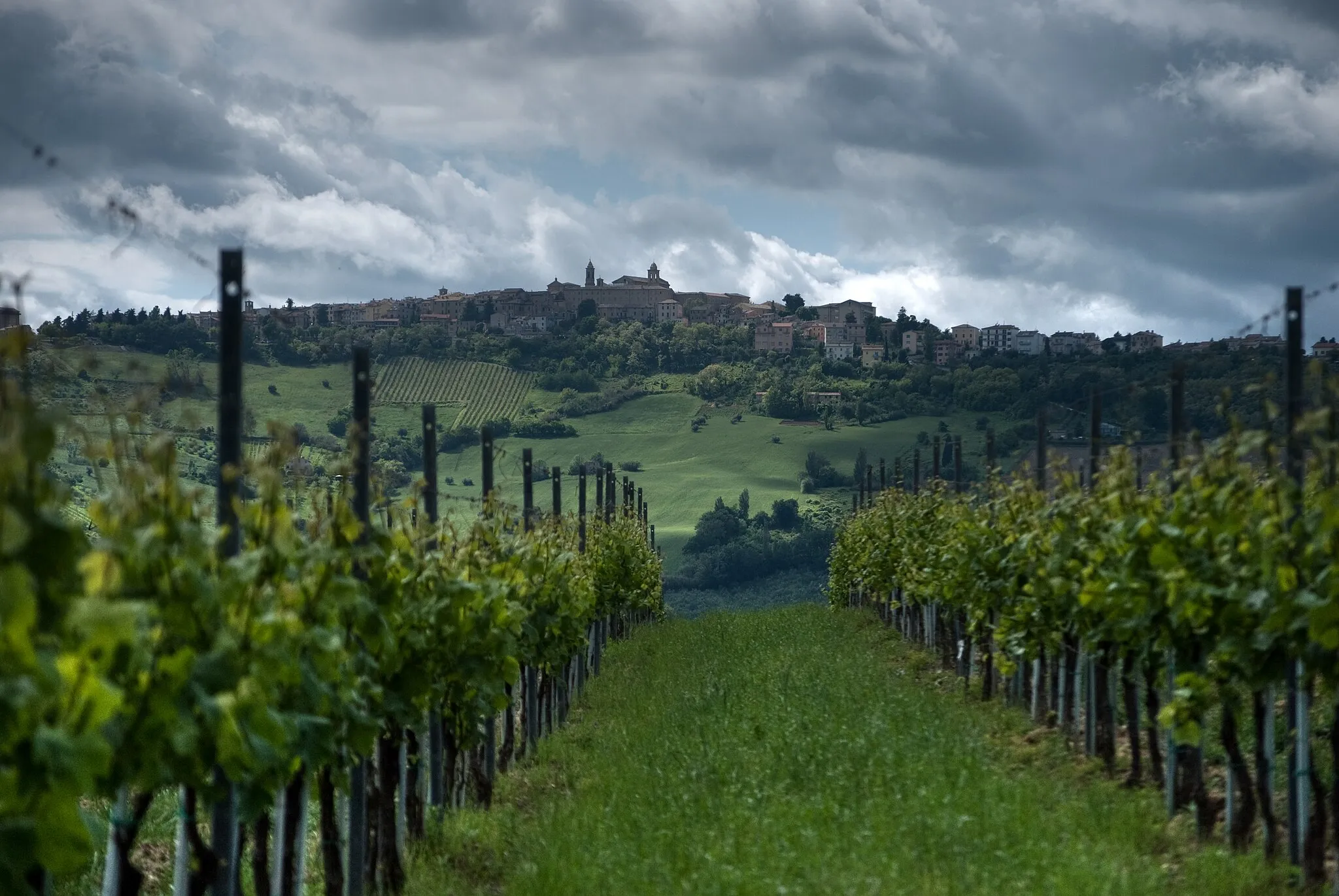 Photo showing: Verdicchio vines growing in Cupramontana, in Marche region of Italy