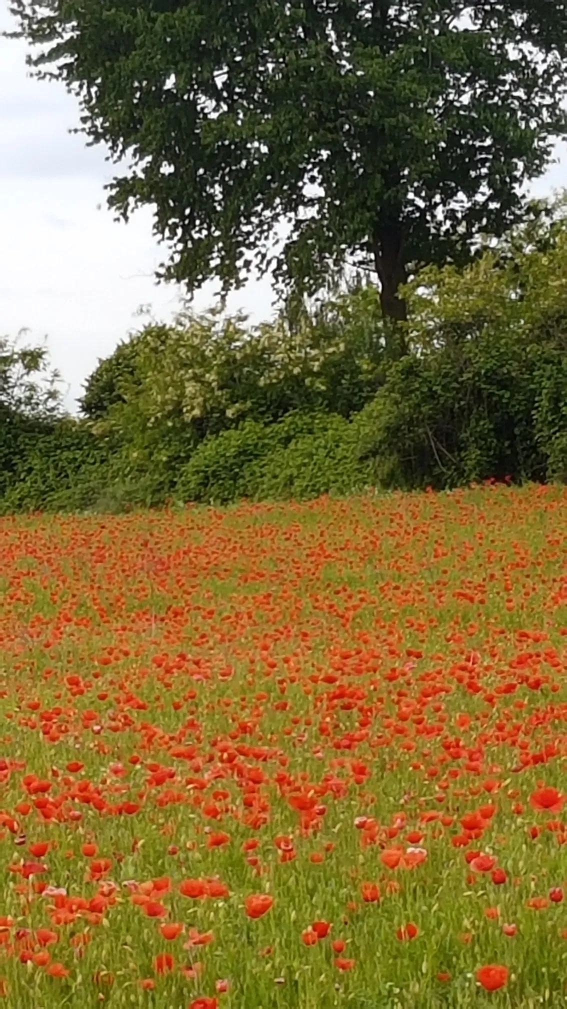 Photo showing: In the countryside near the little town of Alice Castello (Northern Italy) every year in May thousands of poppies in bloom are a tourist attraction