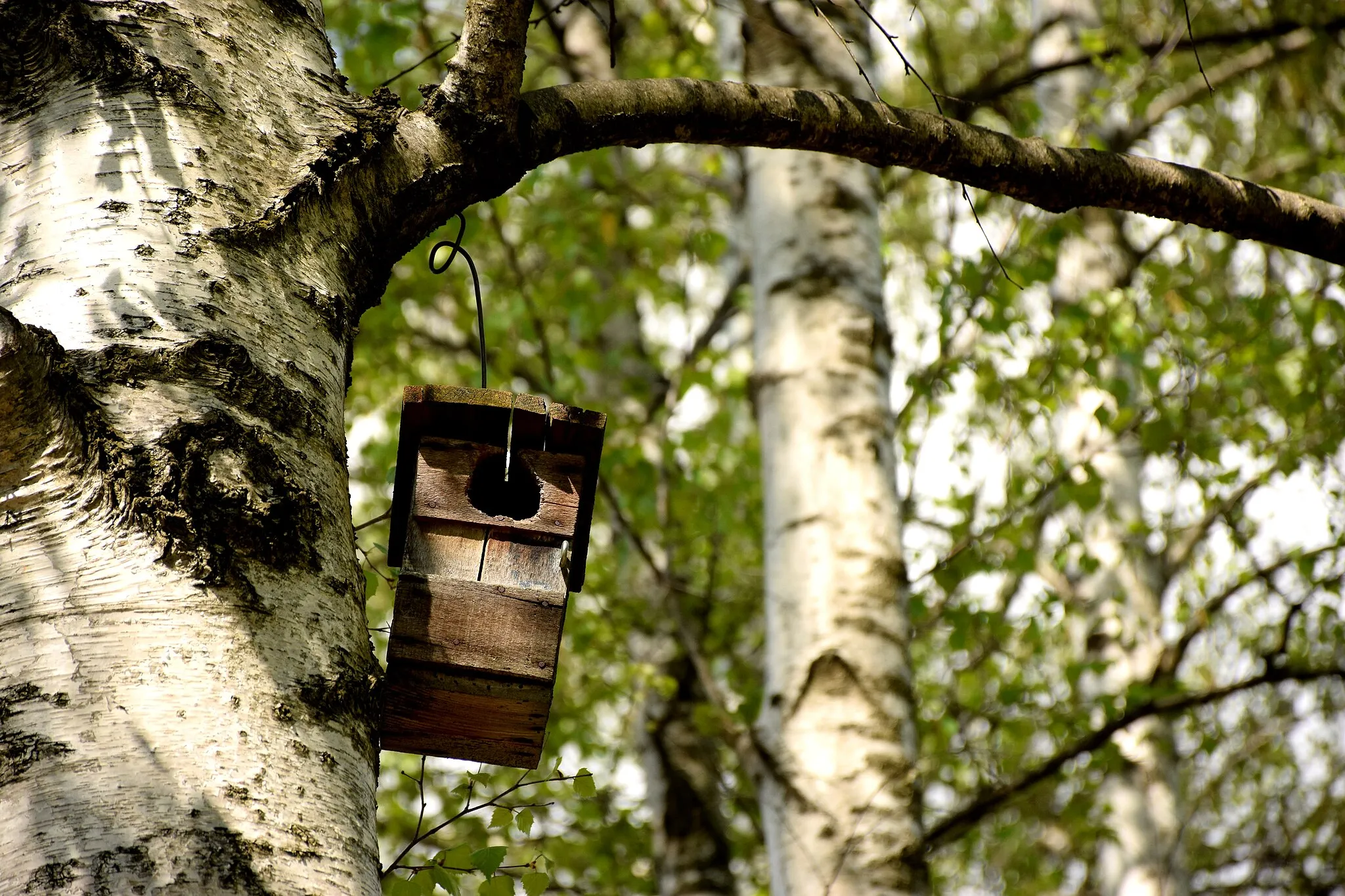 Photo showing: Riserva naturale del Parco Burcina-Felice Piacenza (Q3936914)