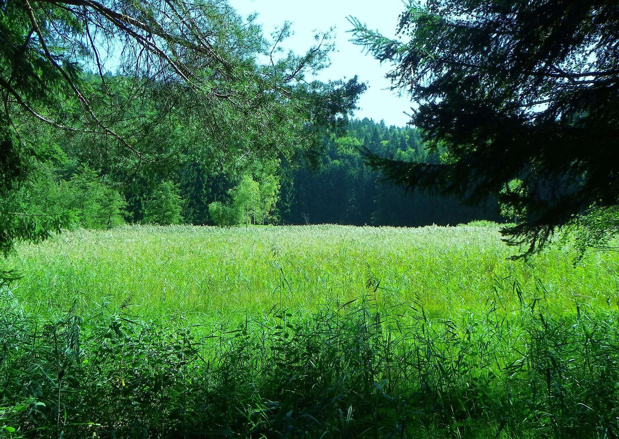 Photo showing: Biotopo Lagabrun (TN) m 1065 - Il trionfo di Phragmites australis...