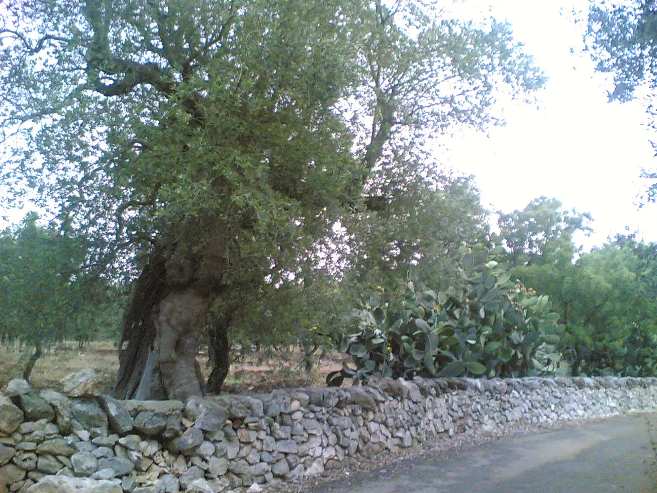 Image of Puglia