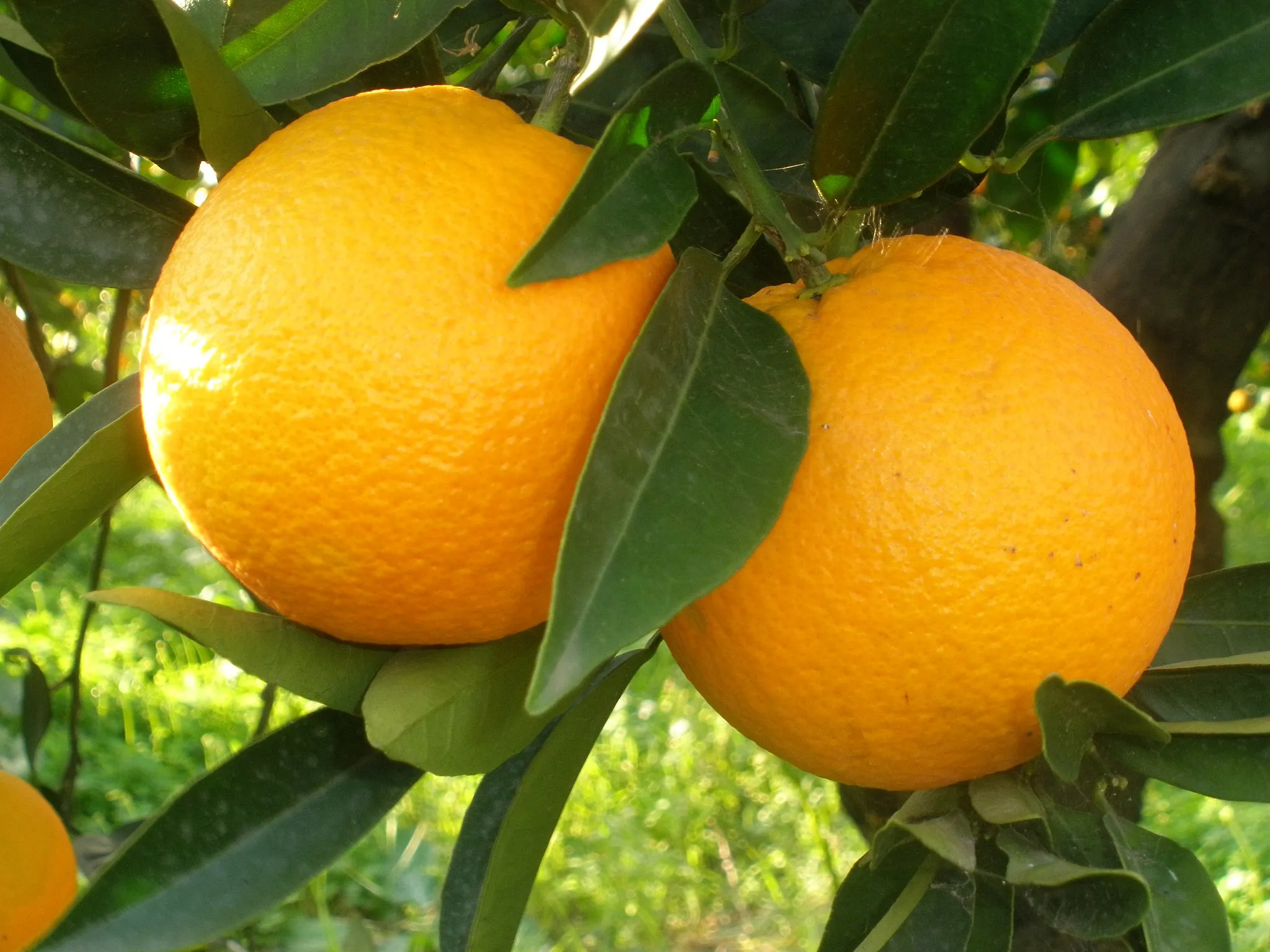Photo showing: Orange of Ribera
