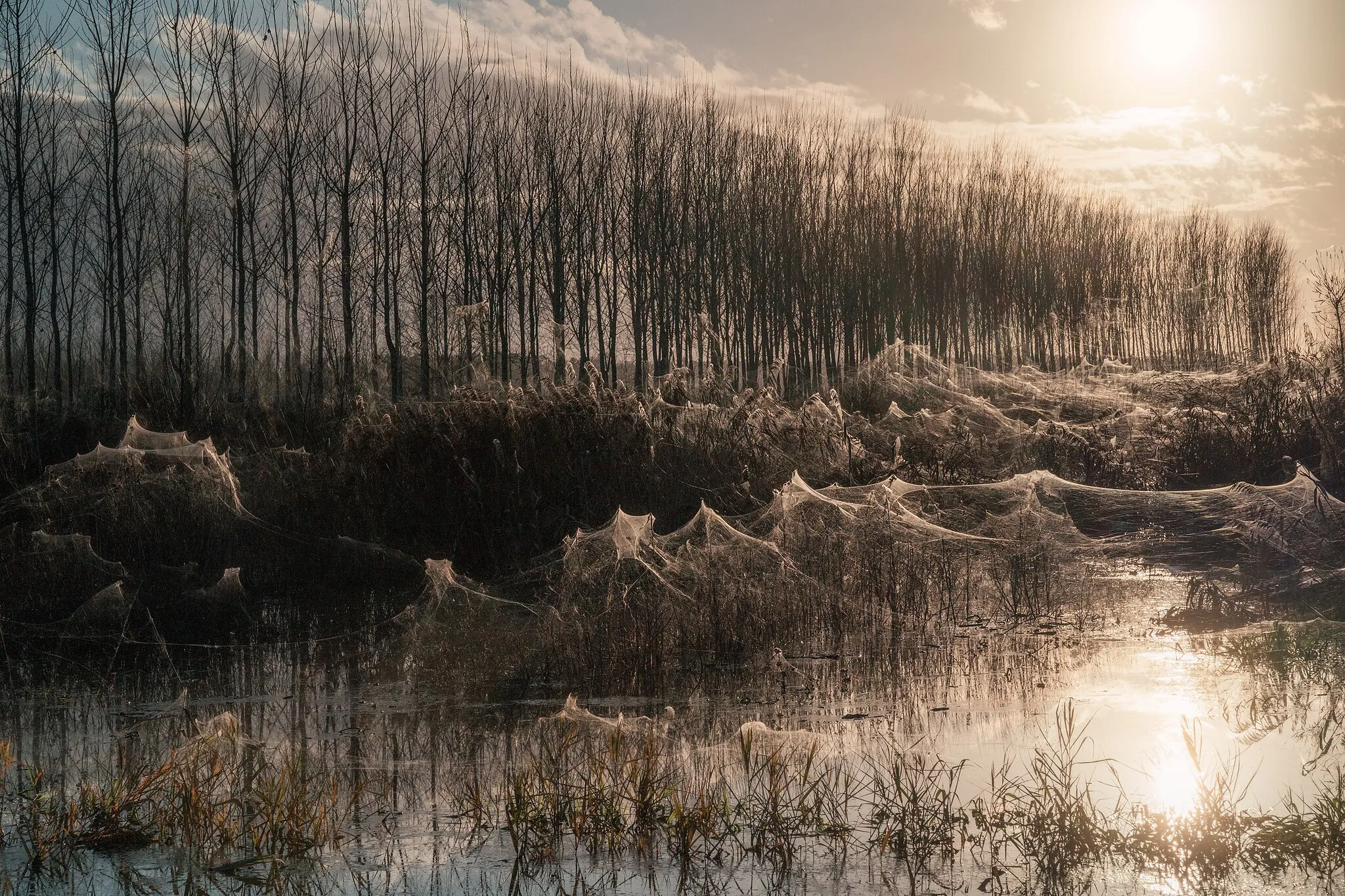 Photo showing: Silk sheets. Fucecchio marshes (Q55712569). Cloaks of cobwebs are created following prolonged periods of drought followed by intense rains which cause water levels to suddenly rise.