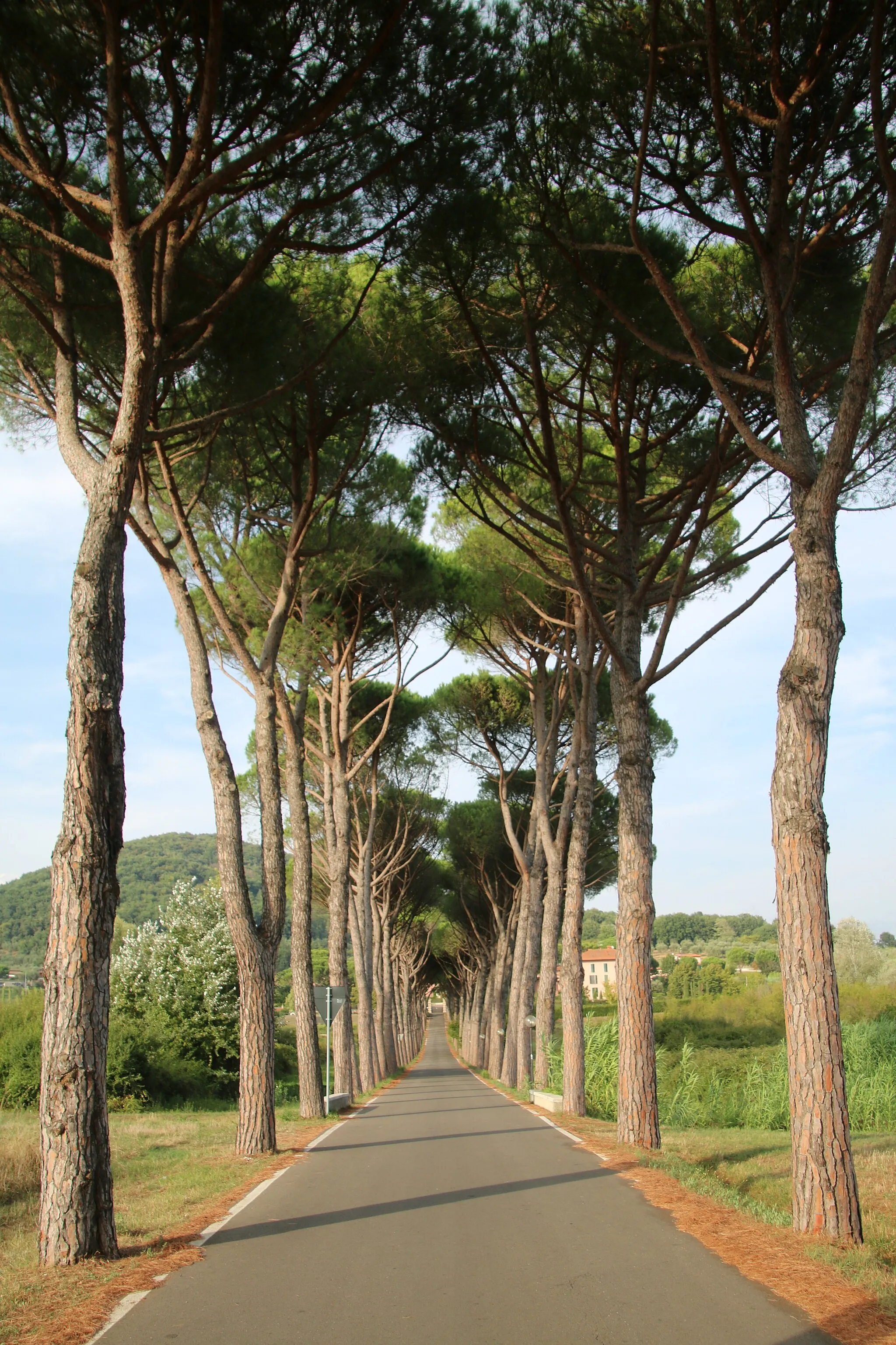 Photo showing: This is a photo of a monument which is part of cultural heritage of Italy. This monument participates in the contest Wiki Loves Monuments Italia 2018. See authorisations.