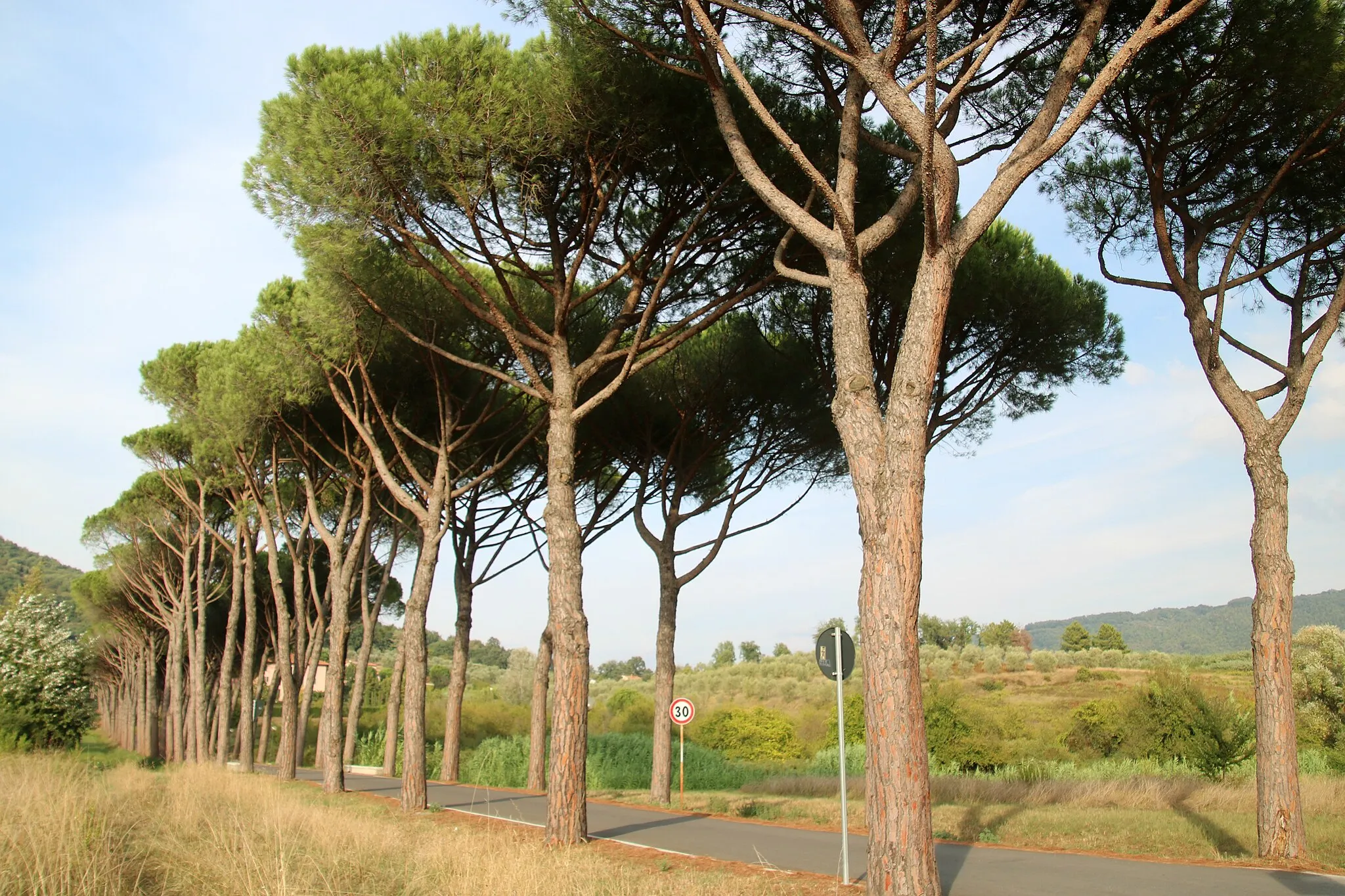 Immagine di Toscane