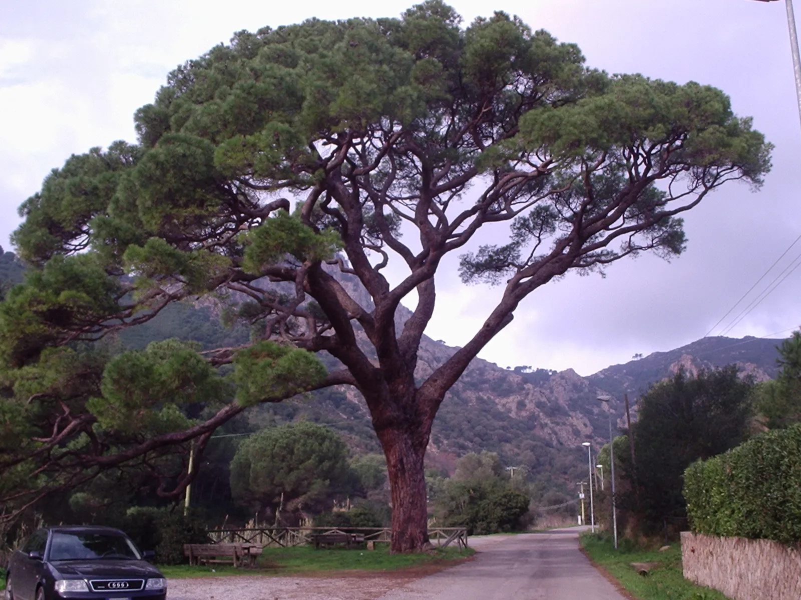 Photo showing: pino domestico monumentale di Monserrato all'Elba