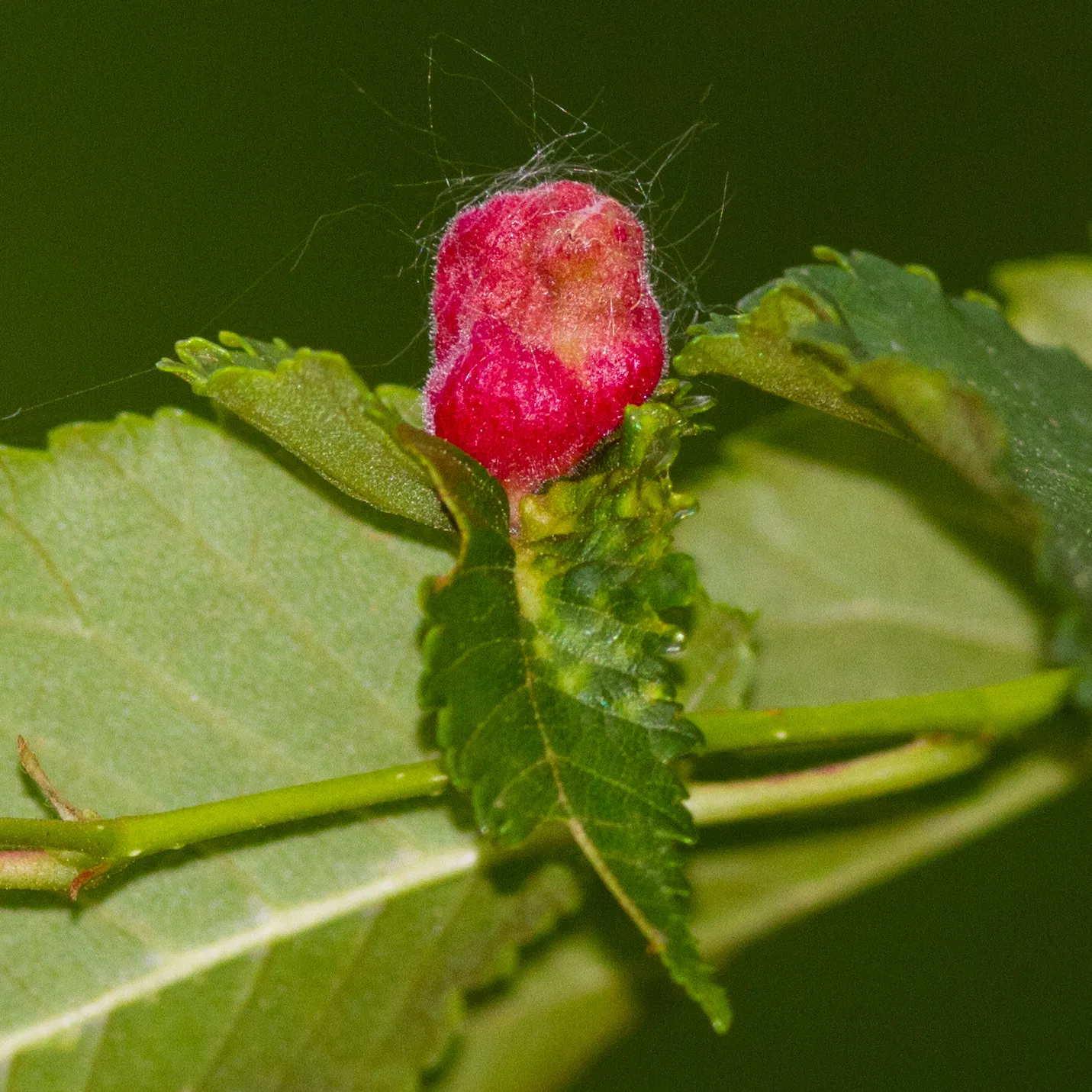 Photo showing: 500px provided description: bulge's leaf [#nature ,#italy ,#leaf ,#plant ,#green ,#tuscan ,#bulge]