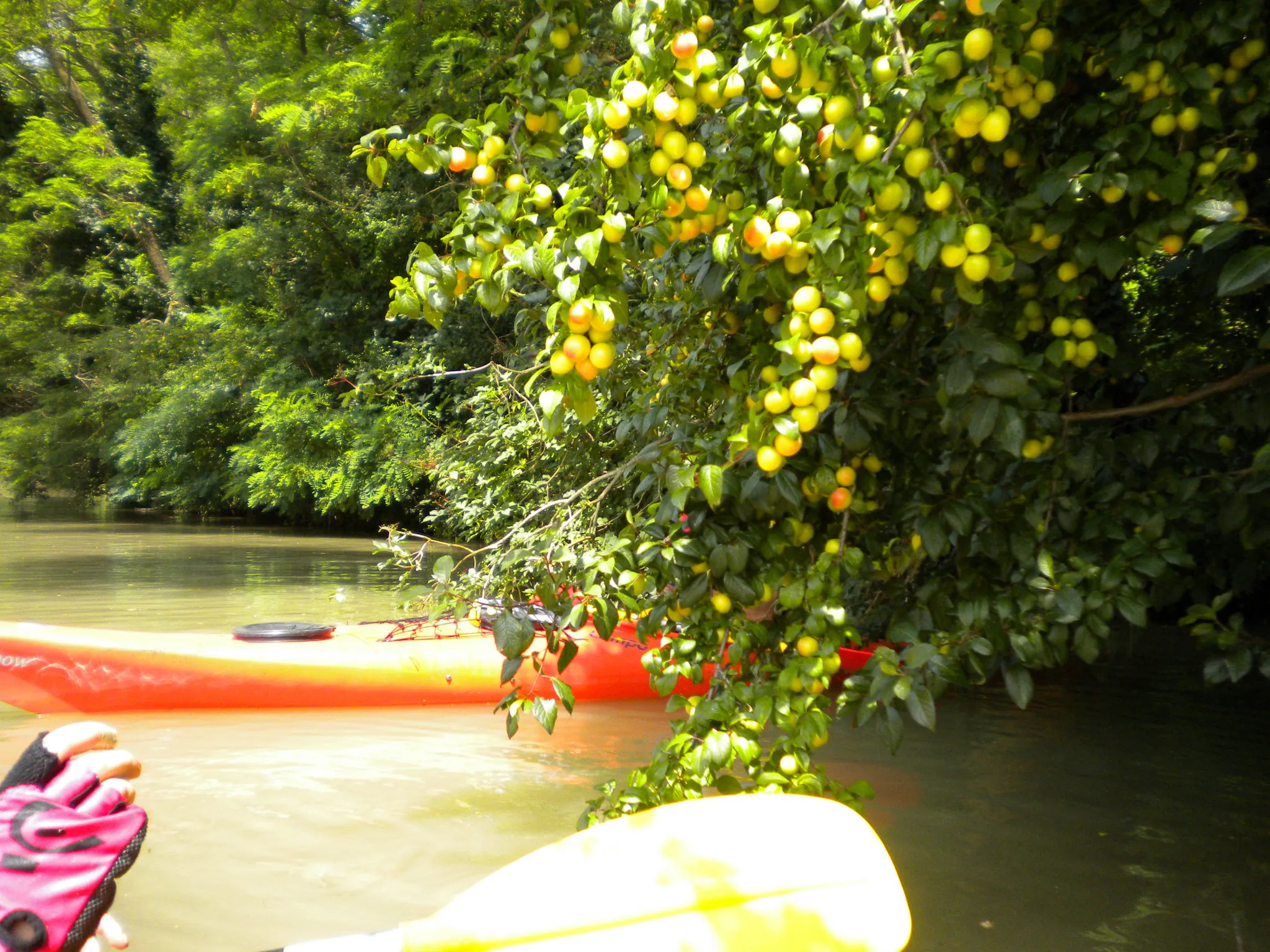 Photo showing: canale del Brenta