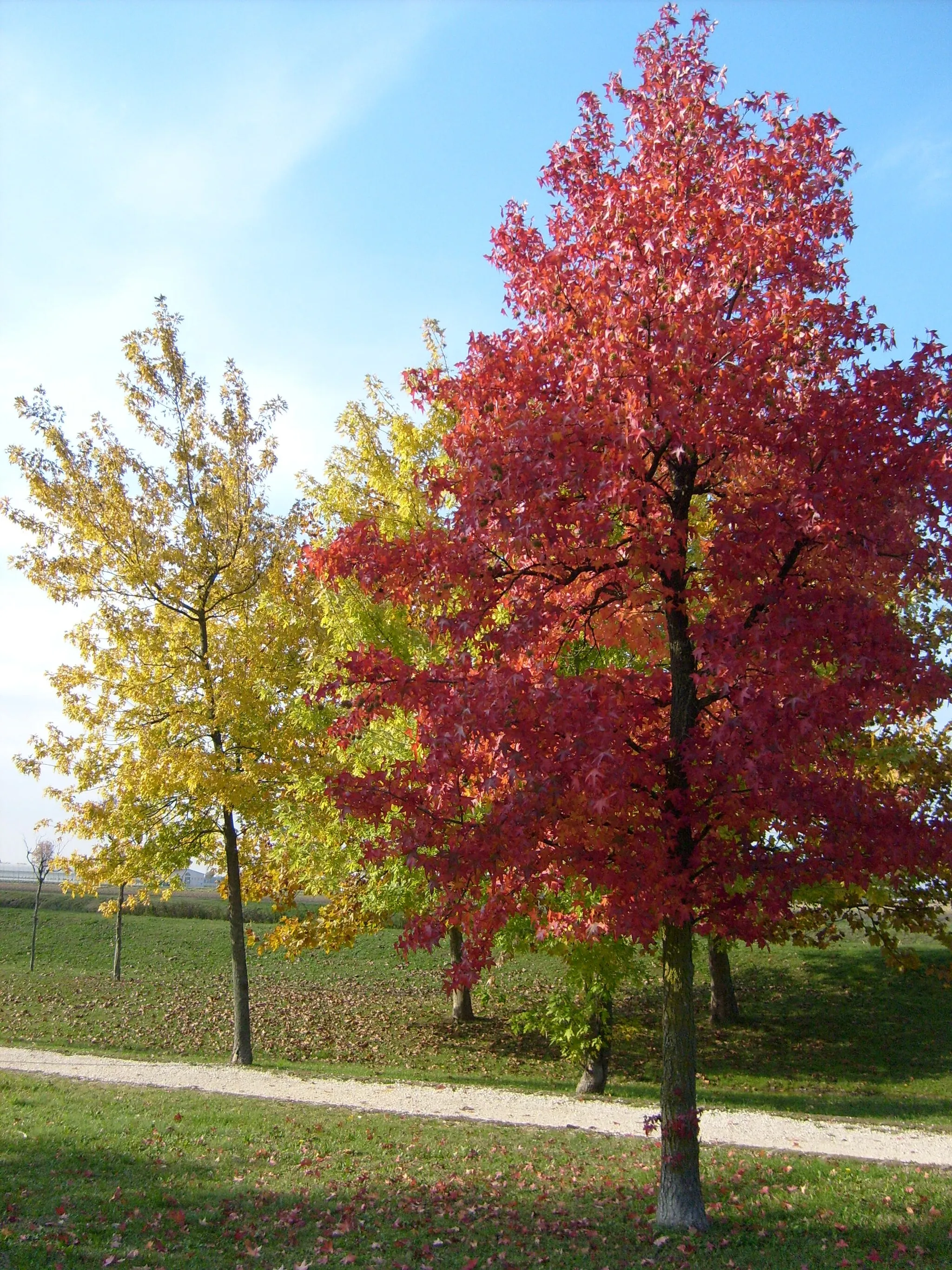 Photo showing: L'autunno e gli alberi ripresi nel parco di Marcon, provincia di Venezia.