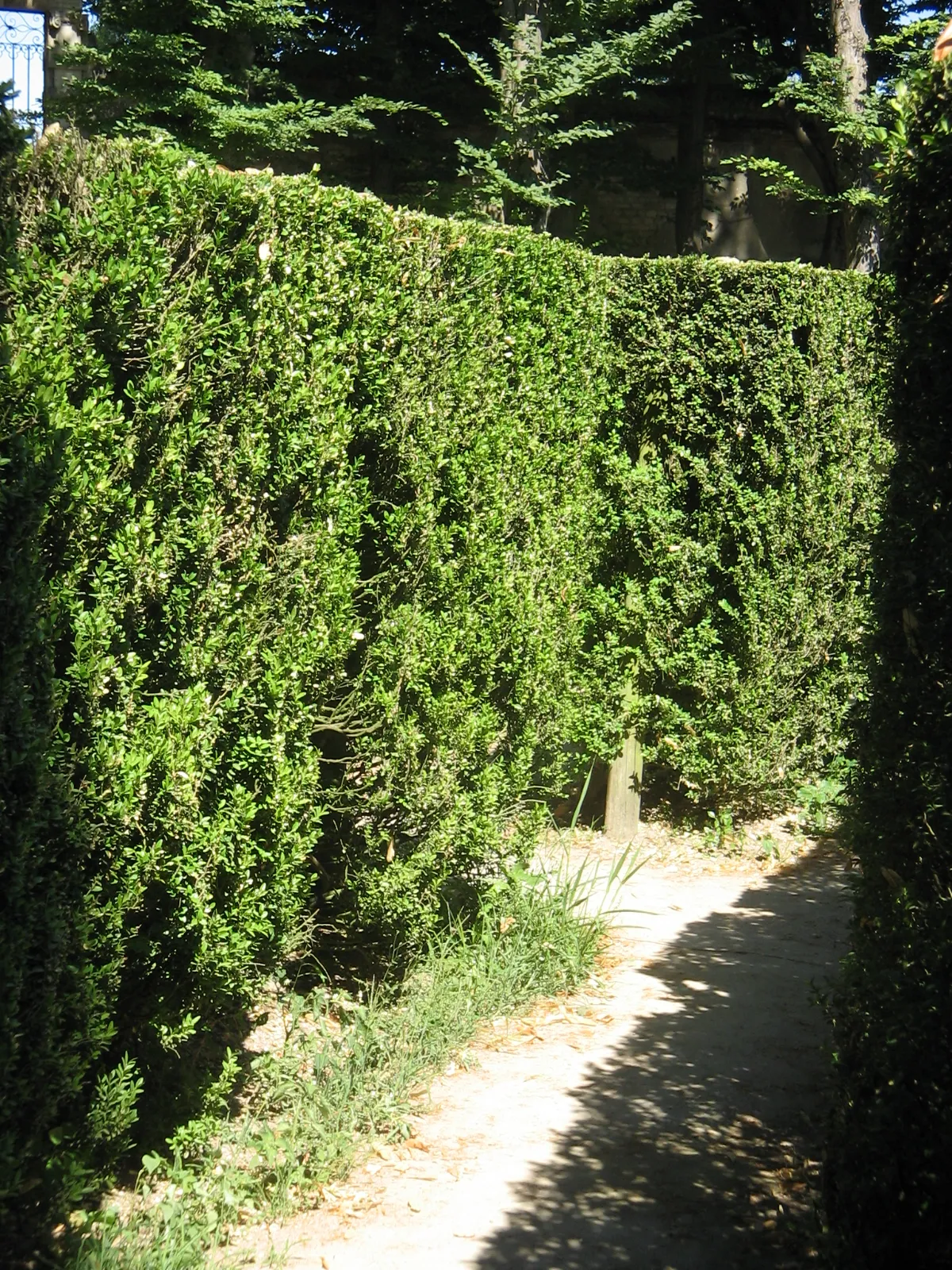 Photo showing: The labyrinth of villa Pisani, Stra (Venice, Italy)