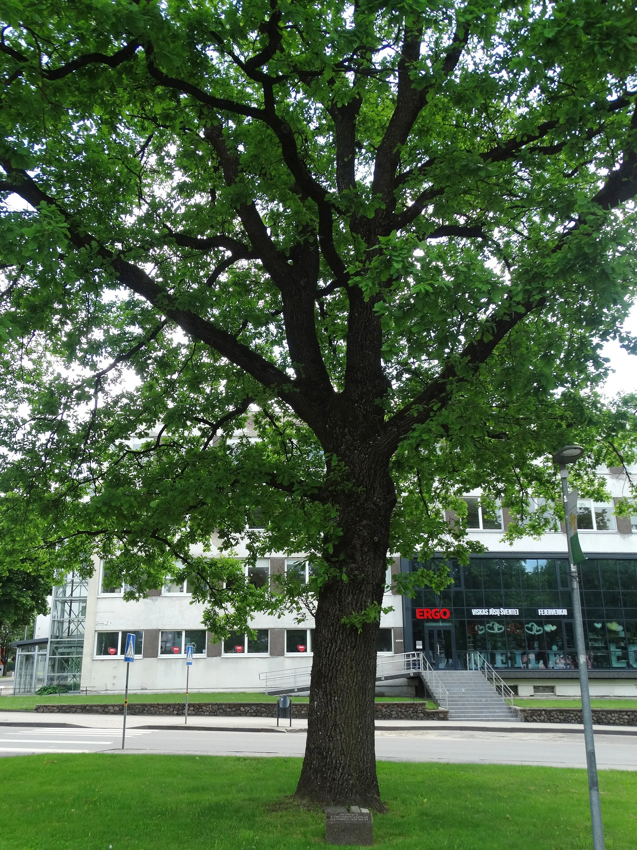 Photo showing: Oak planted by President A. Smetona in Raseiniai, Lithuania