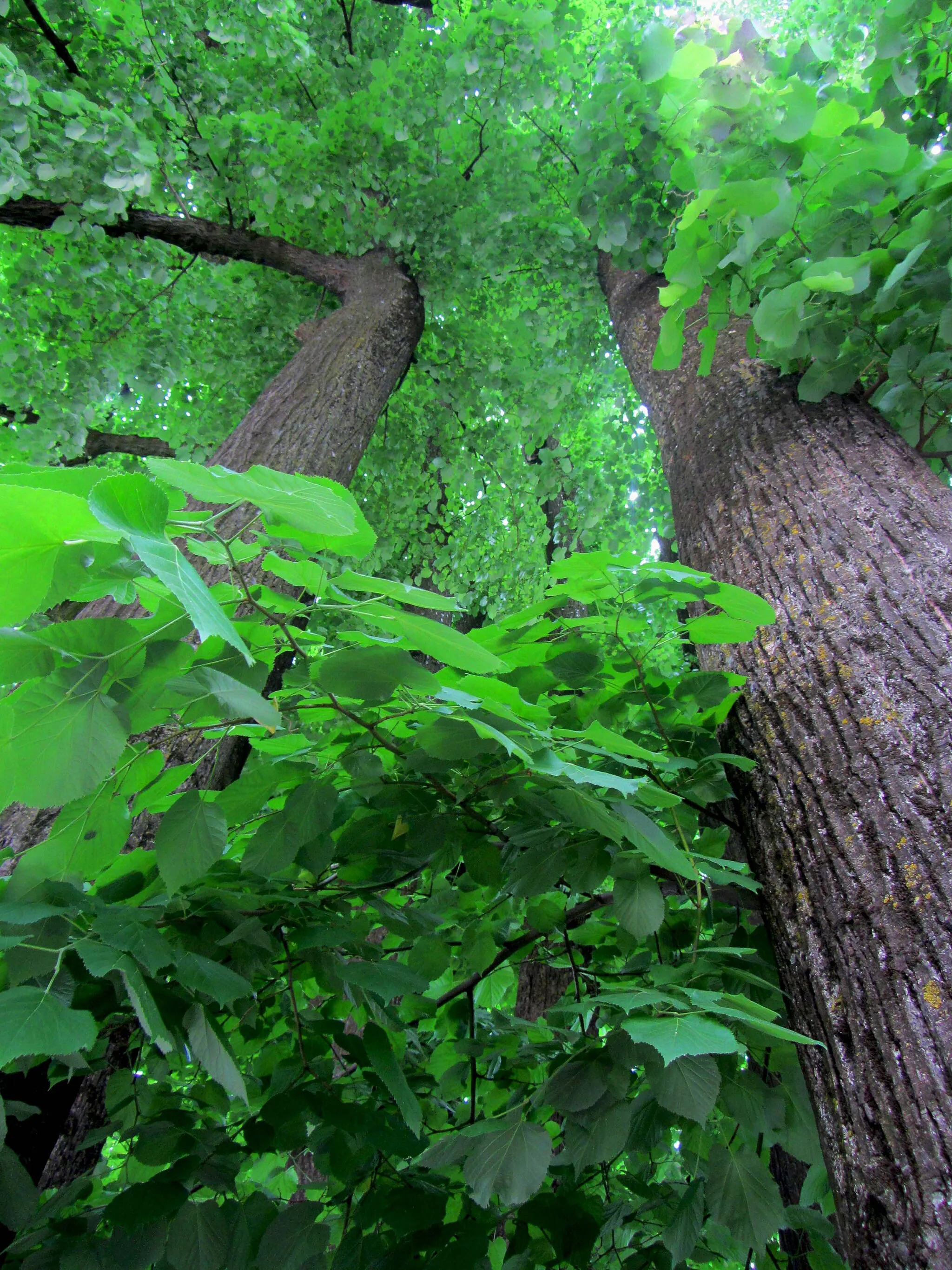 Photo showing: Part of the canopy of linden trees.
