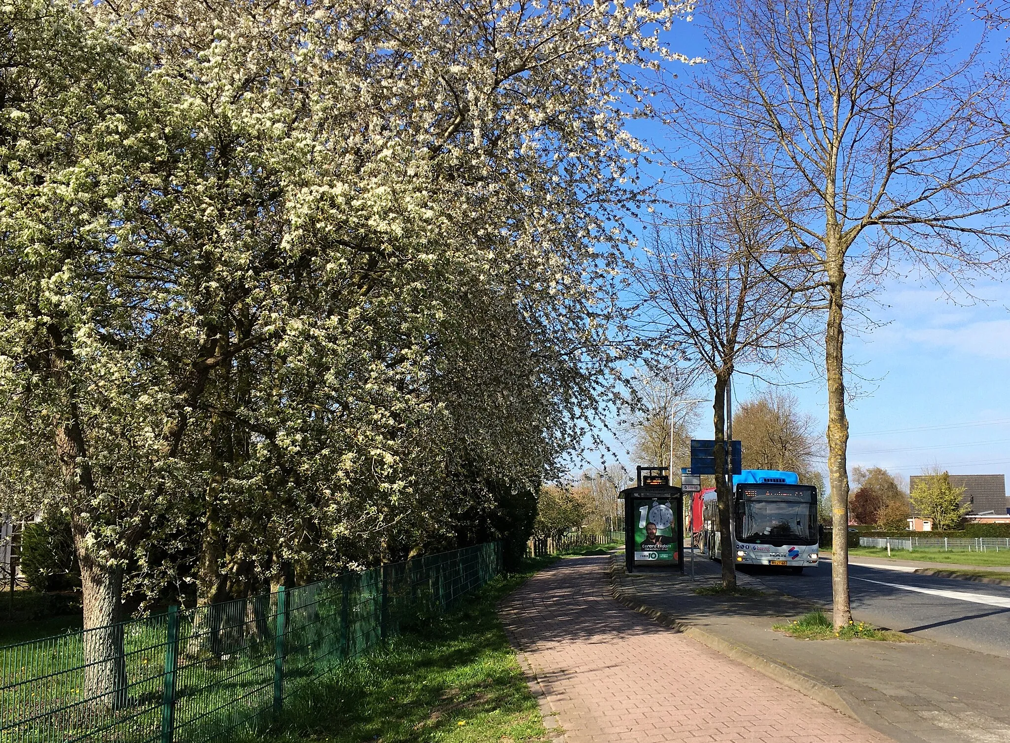 Photo showing: Bus to Arnhem (line 300) at a bus stop near an orchard in Bemmel, Netherlands