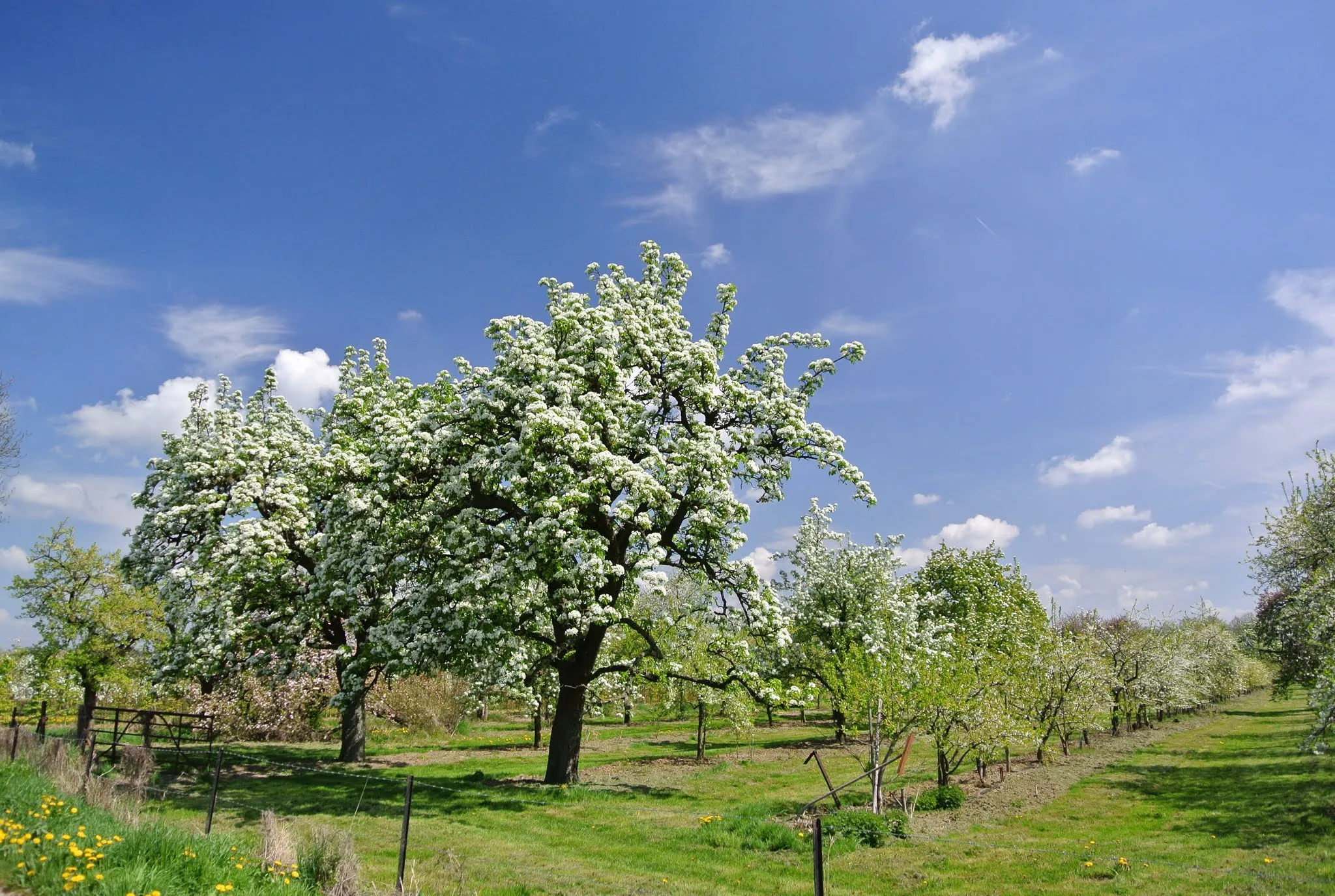 Afbeelding van Gelderland