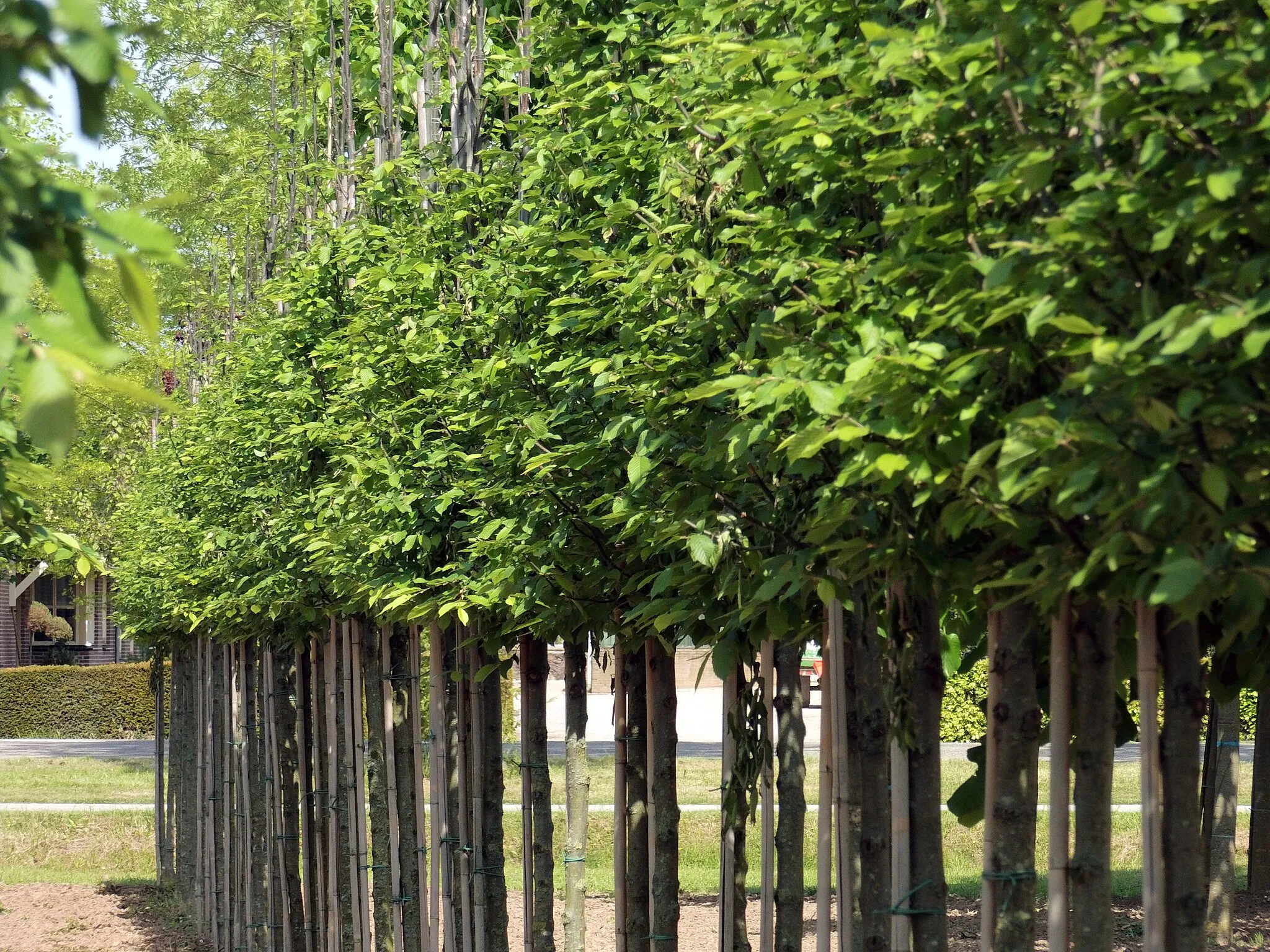 Afbeelding van Gelderland