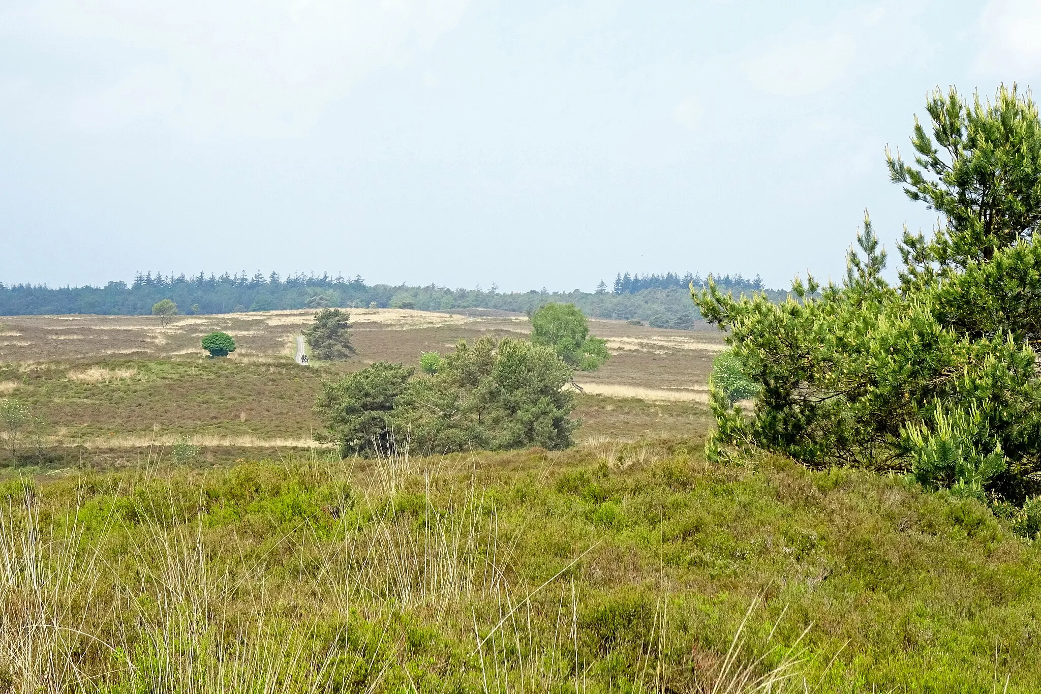 Photo showing: De Elspeetsche Heide