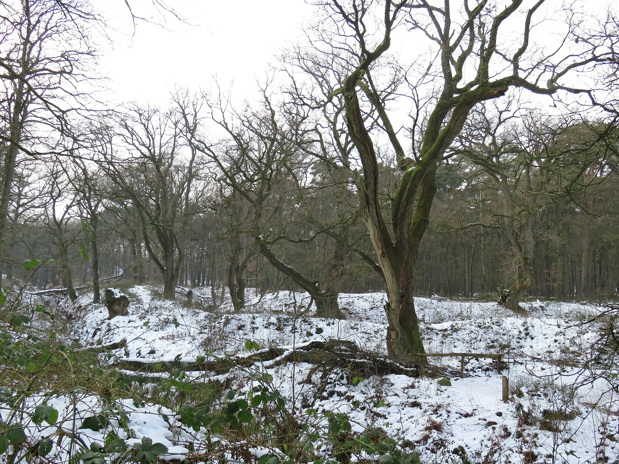 Photo showing: Wodanseiken of Wolfheze (NL), Group of five old oaks of about 450-500 years