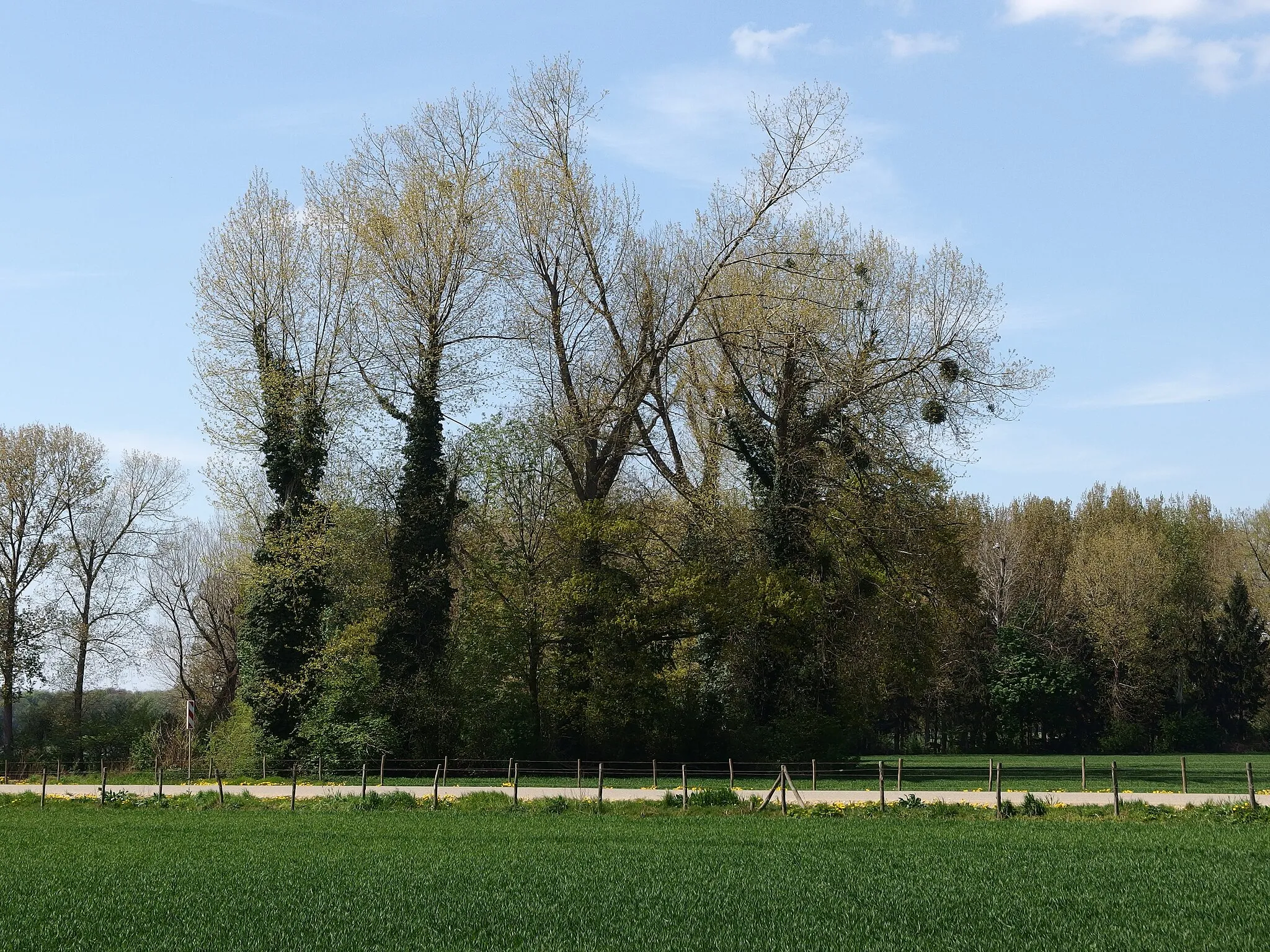 Photo showing: 2013-05-05 in Maastricht; Field with viscum album in trees between Itteren and Borgharen.