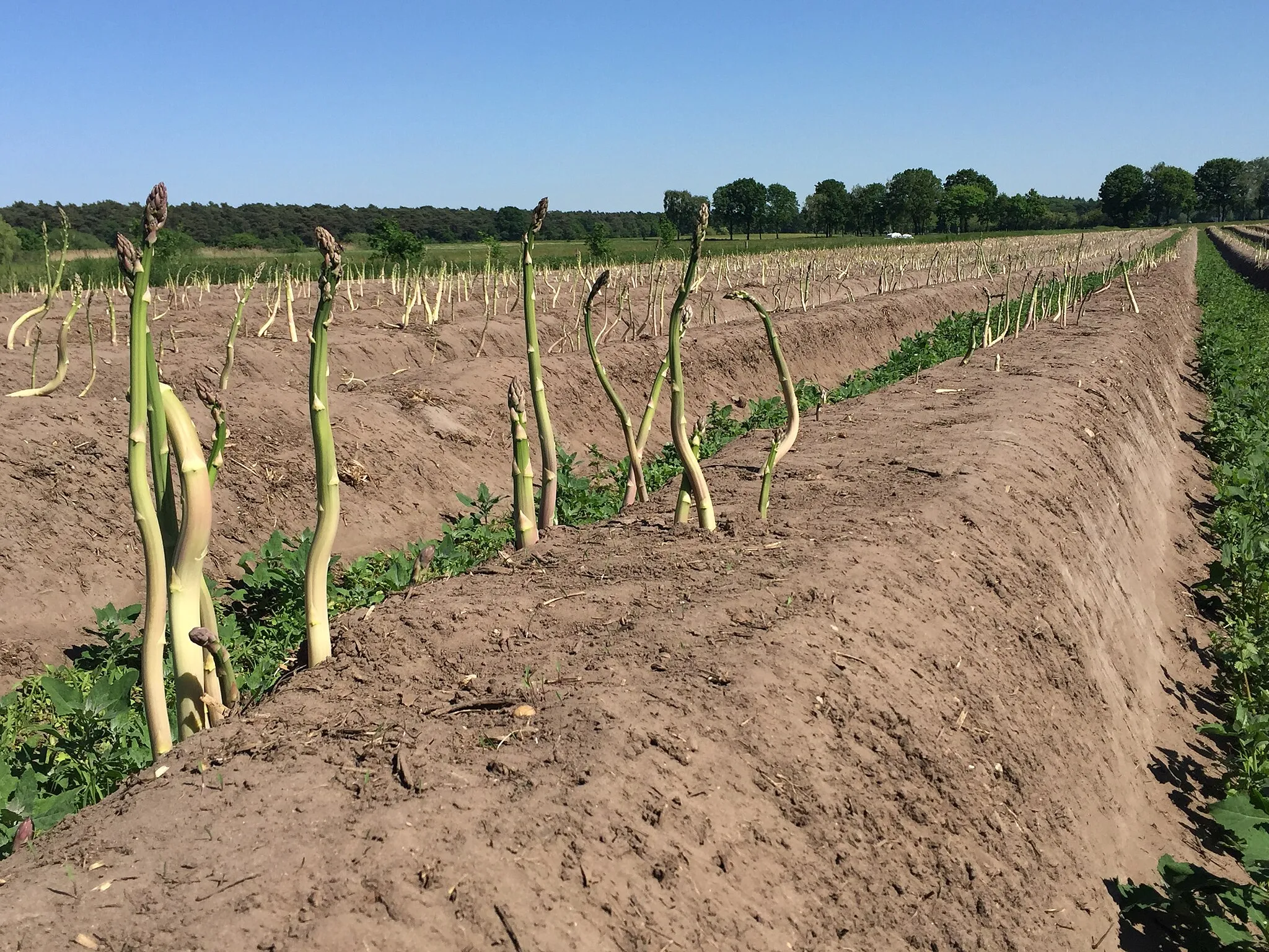 Photo showing: Asparagus fields of Limburg (Netherlands 2017)