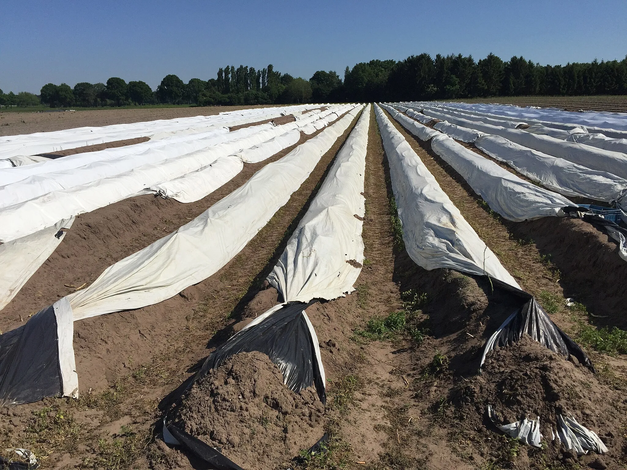 Photo showing: Asparagus fields of Limburg (Netherlands 2017)