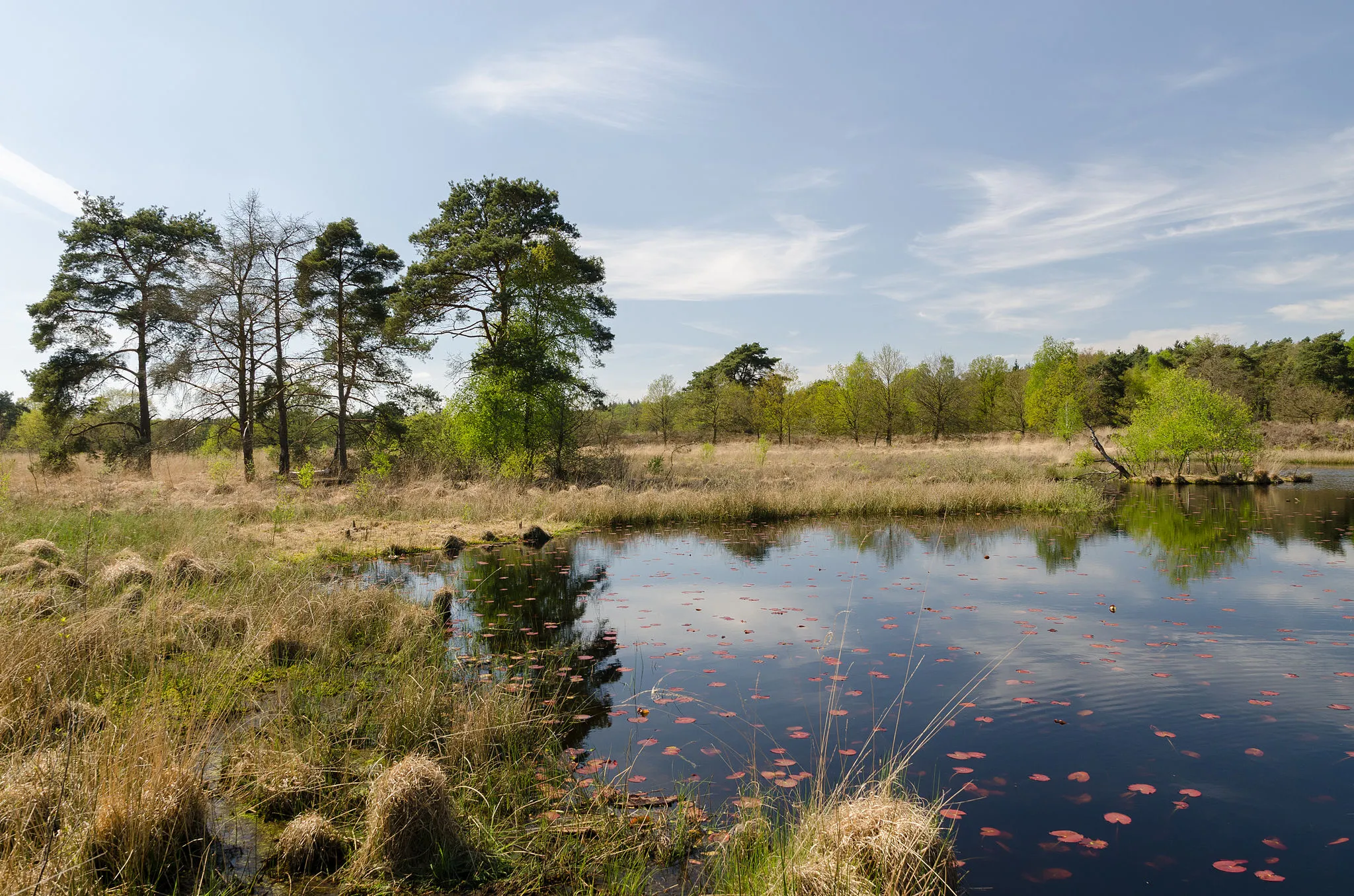Photo showing: Nationalpark of the Netherlands "De Meinweg" - moorland with small lake