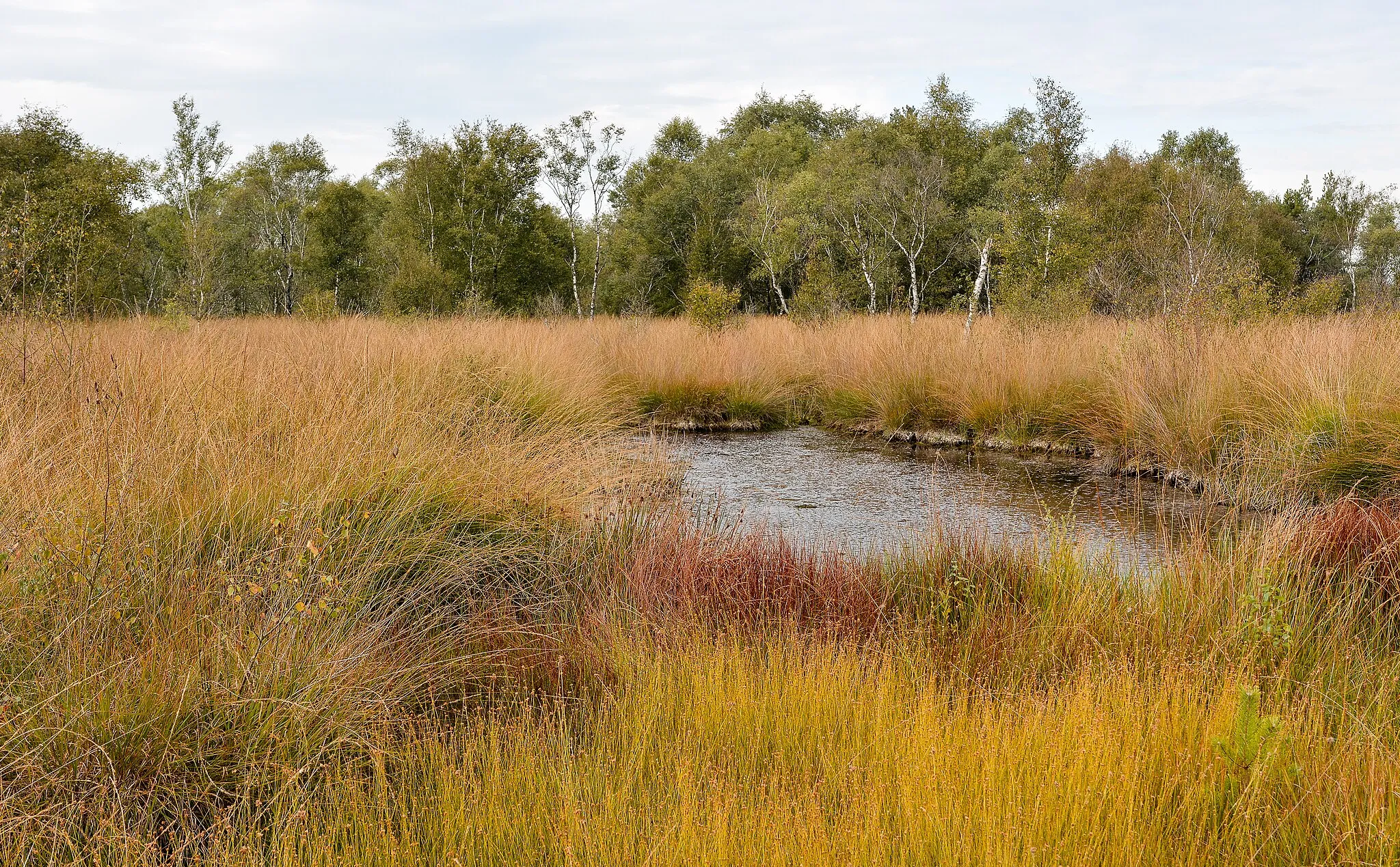 Photo showing: Landscape at De Groote Peel National Park (Netherlands)