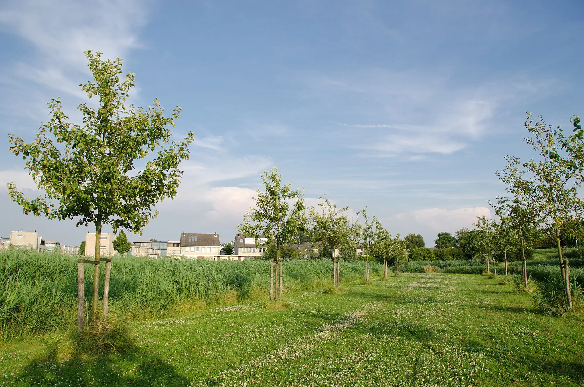 Photo showing: Fruittrees in the Egeltjesbos