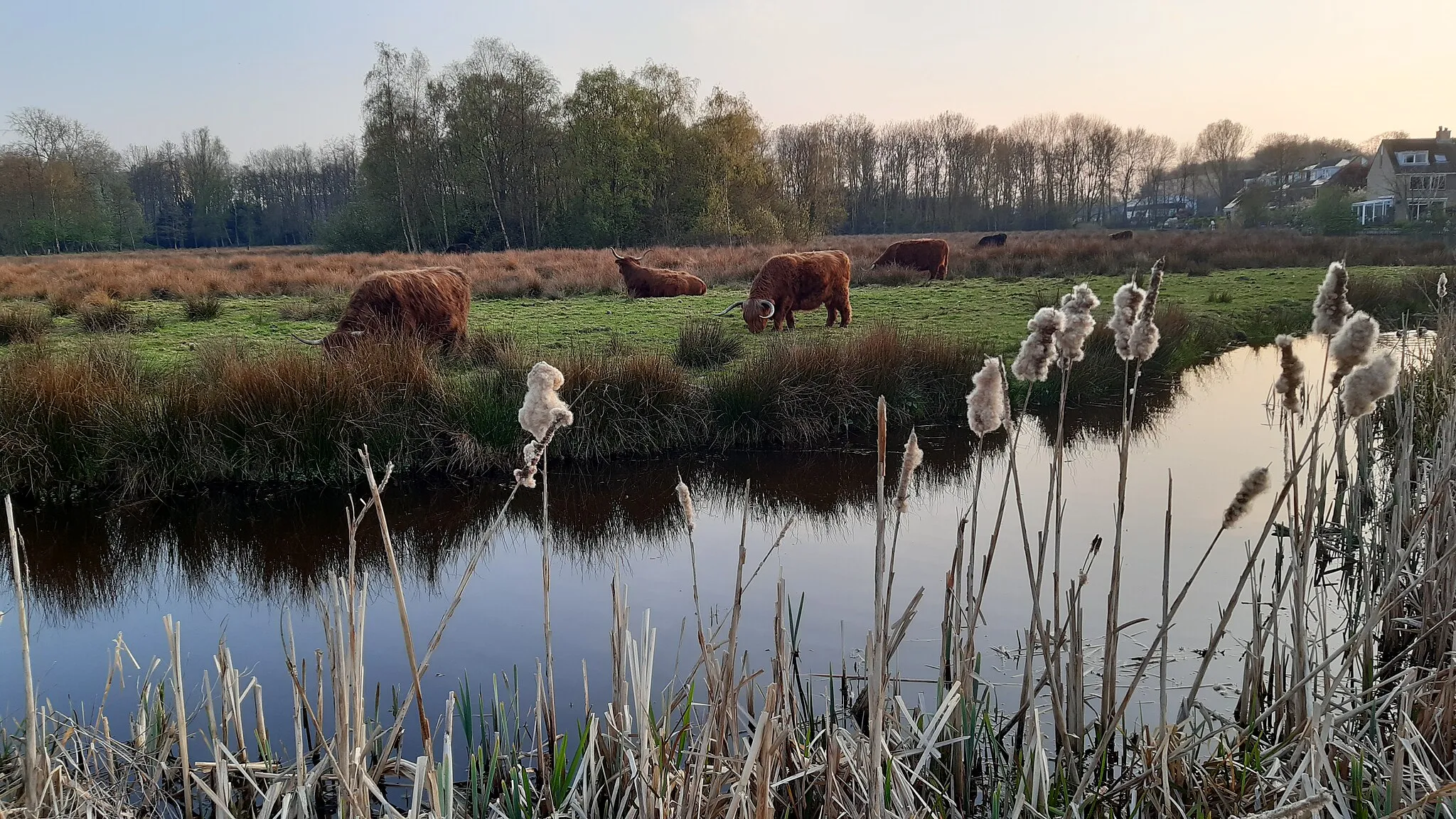 Photo showing: Libellebos, een klein bosje in Uithoorn, met een aantal runderen