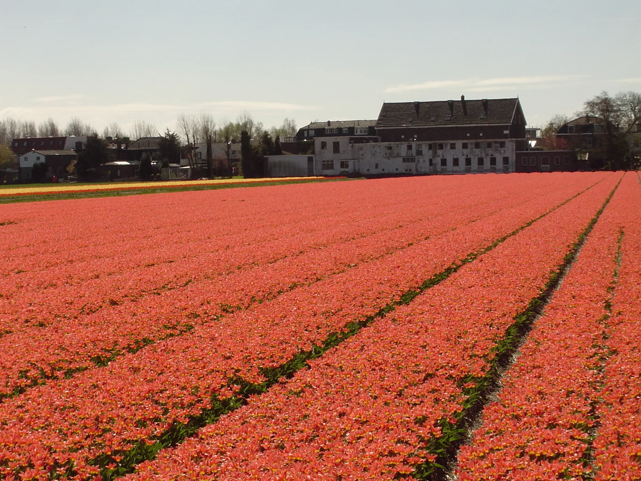 Photo showing: Bollenveld (field with tulips) in Hillegom, the Netherlands.