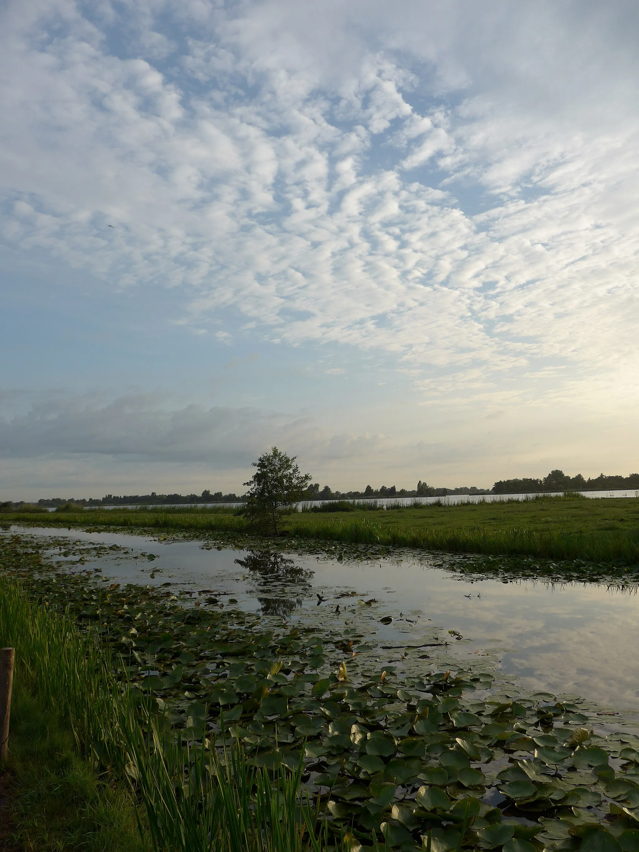 Photo showing: Polder nabij Twaalfmorgen Reeuwijk