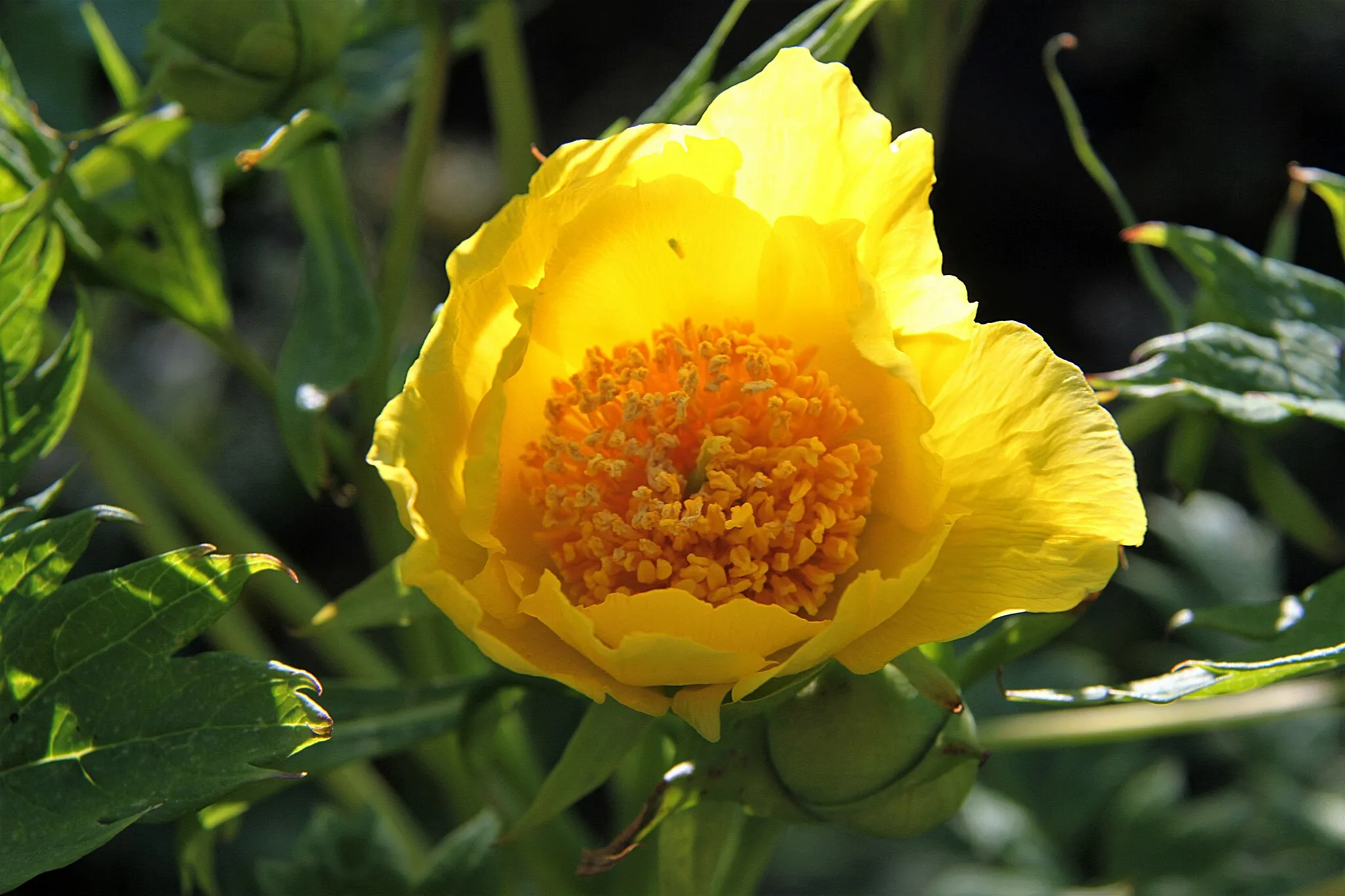 Photo showing: Paeonia ludlowii, detail of a flower, picture taken on 7 May 2016, garden of the Villa Jacoba, Rozenburg, Netherlands