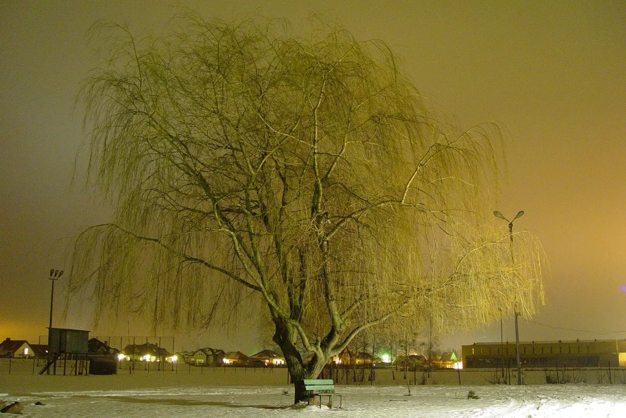 Photo showing: żórawina